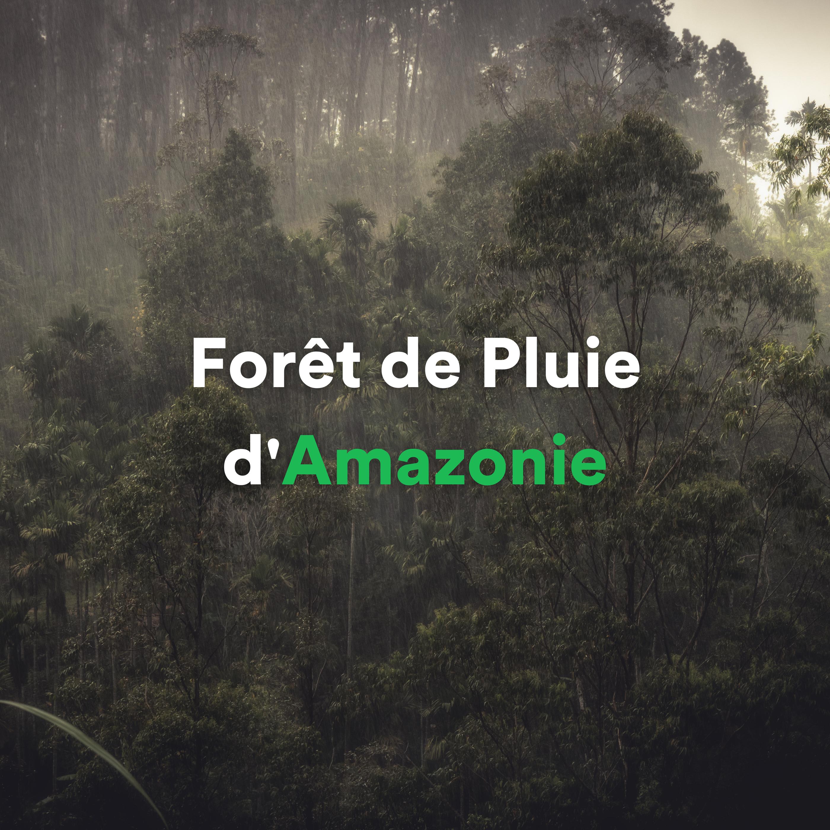 Постер альбома Forêt de pluie d'Amazonie