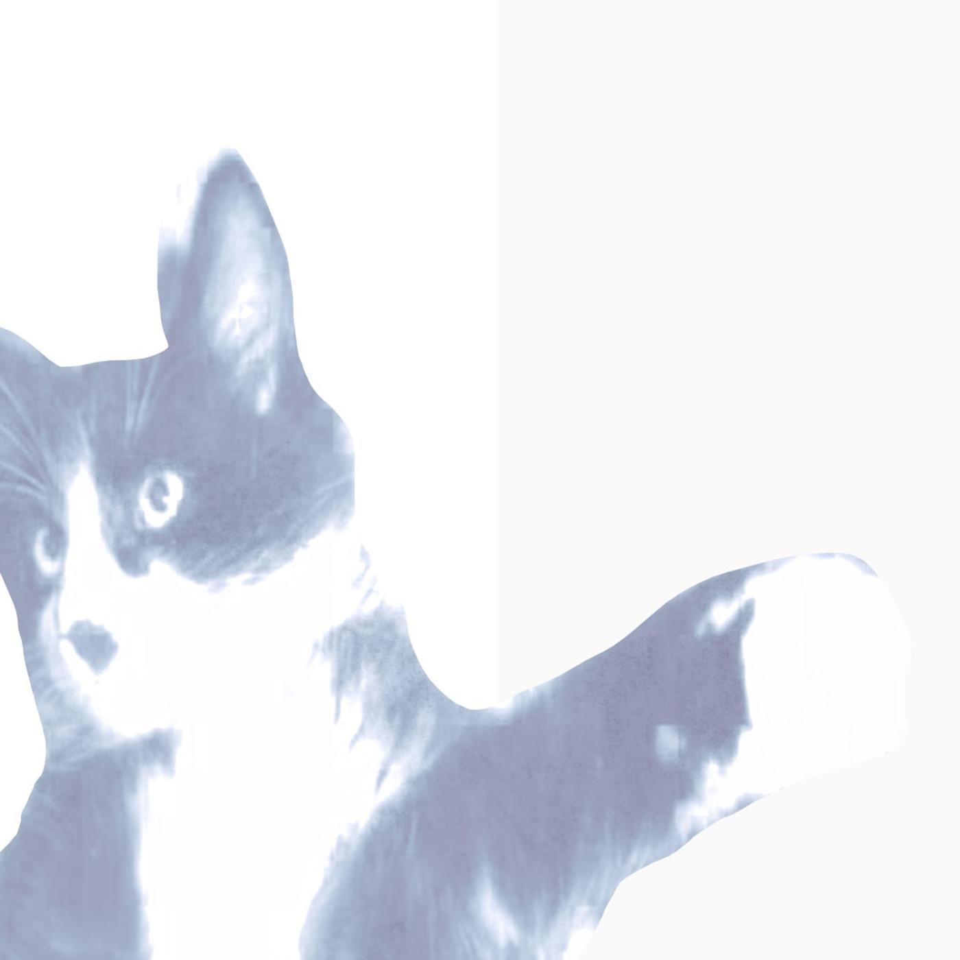 Постер альбома Царапки от Котят