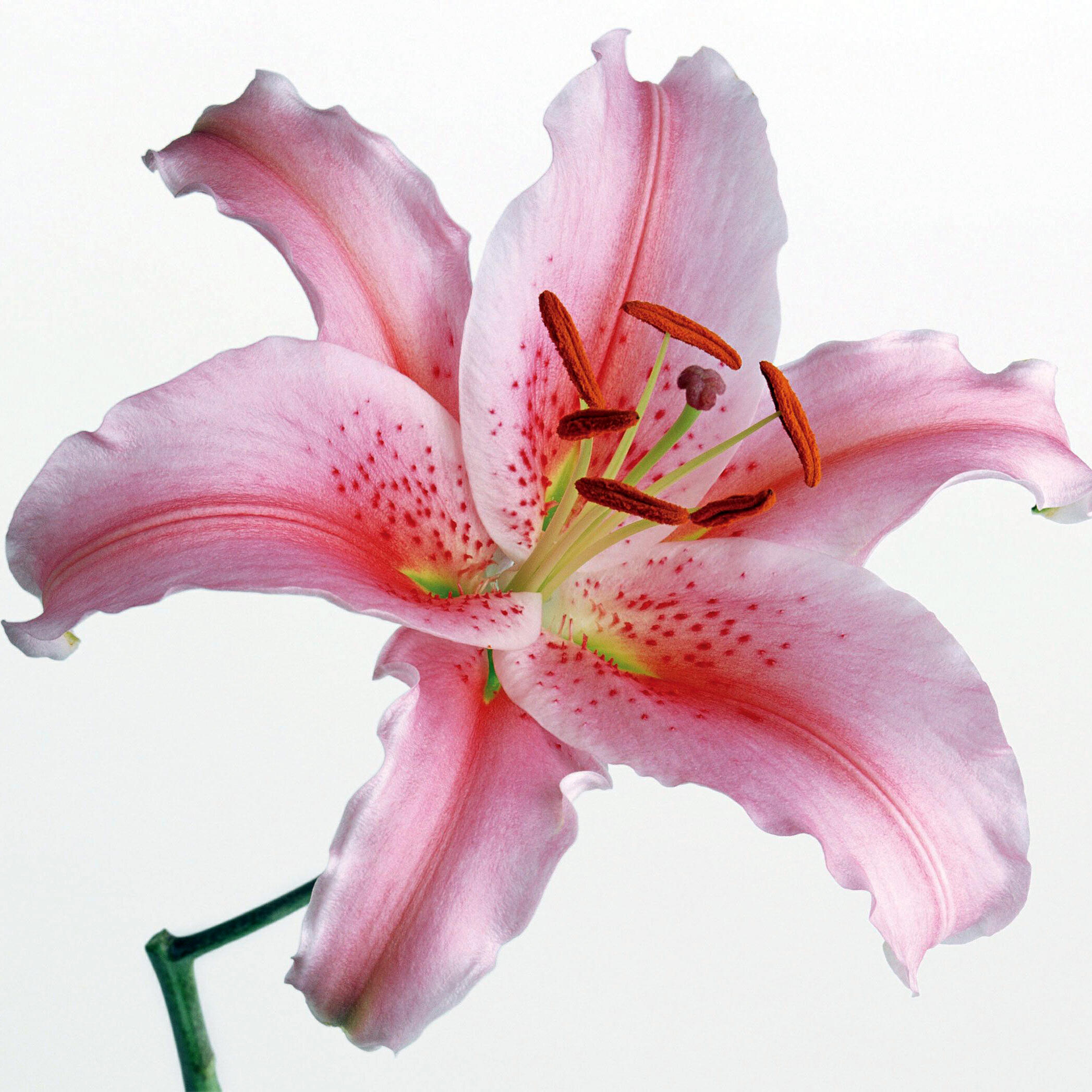 Альбом Моя Лилия исполнителя Lita, Rifat