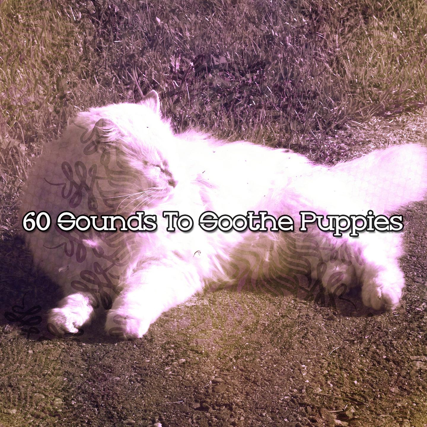 Постер альбома 60 Sounds To Soothe Puppies