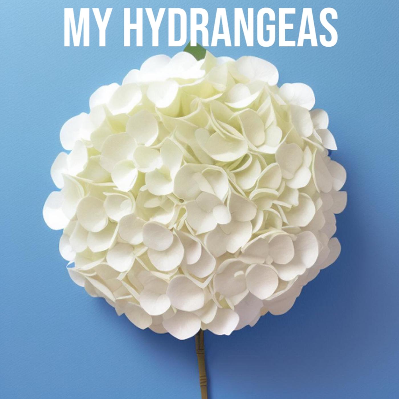 Постер альбома My Hydrangeas