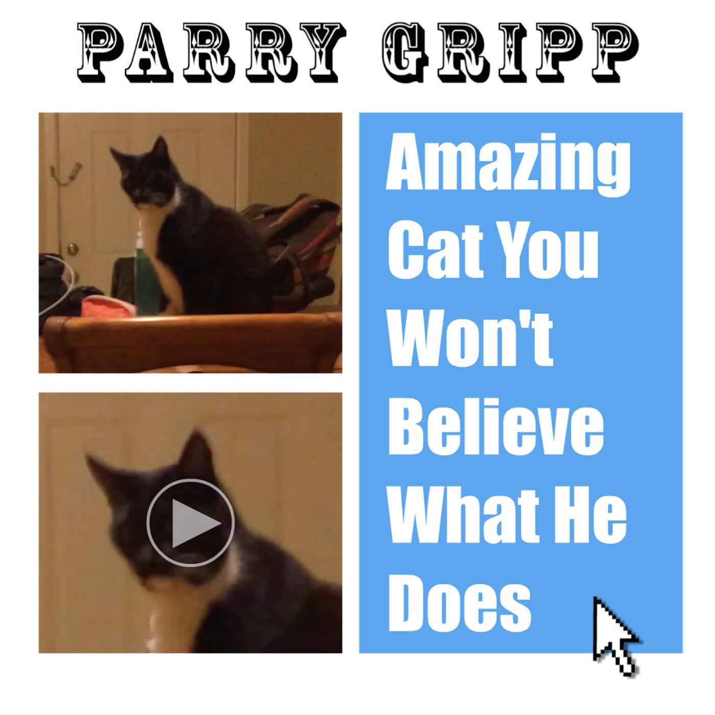 Постер альбома Amazing Cat You Won't Believe What He Does