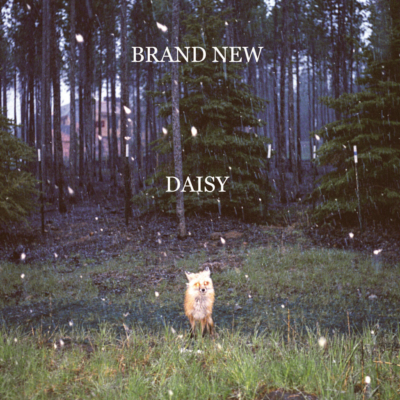 Brand New - Bought A Bride