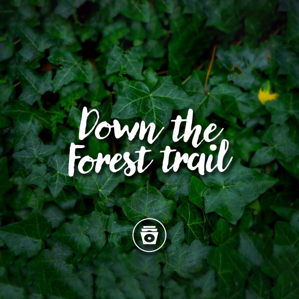 Постер альбома Down The Forest Trail