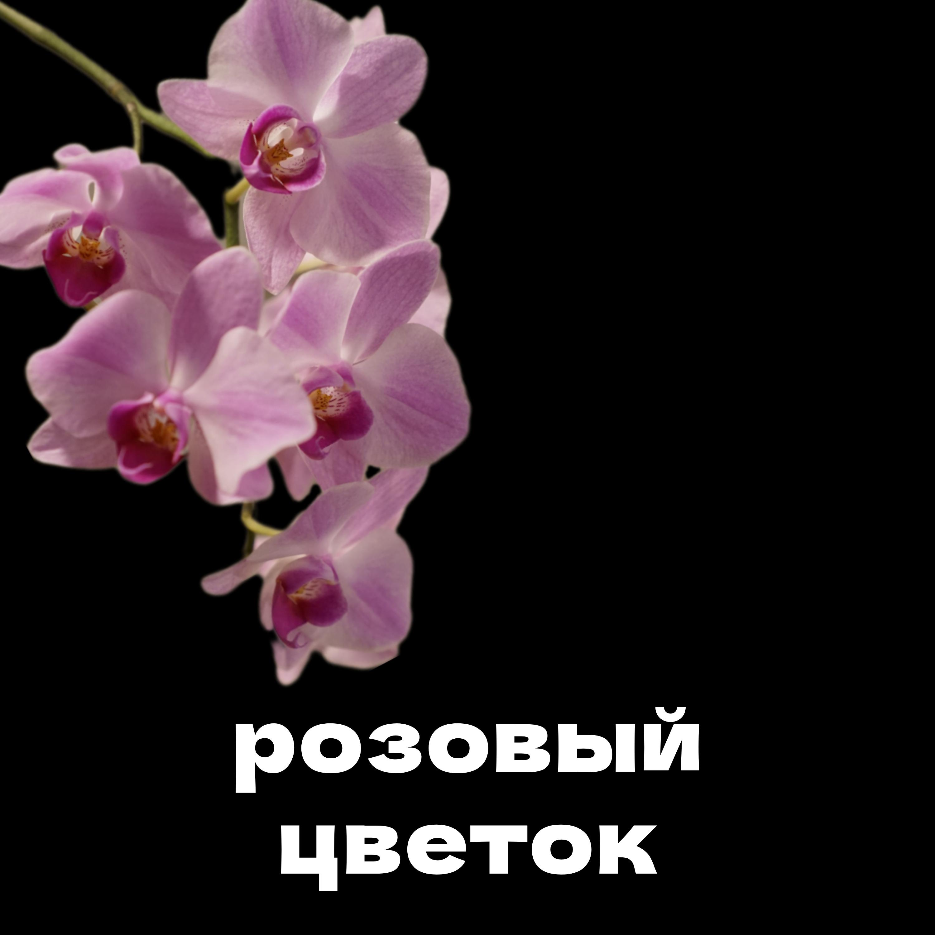 Постер альбома Розовый цветок