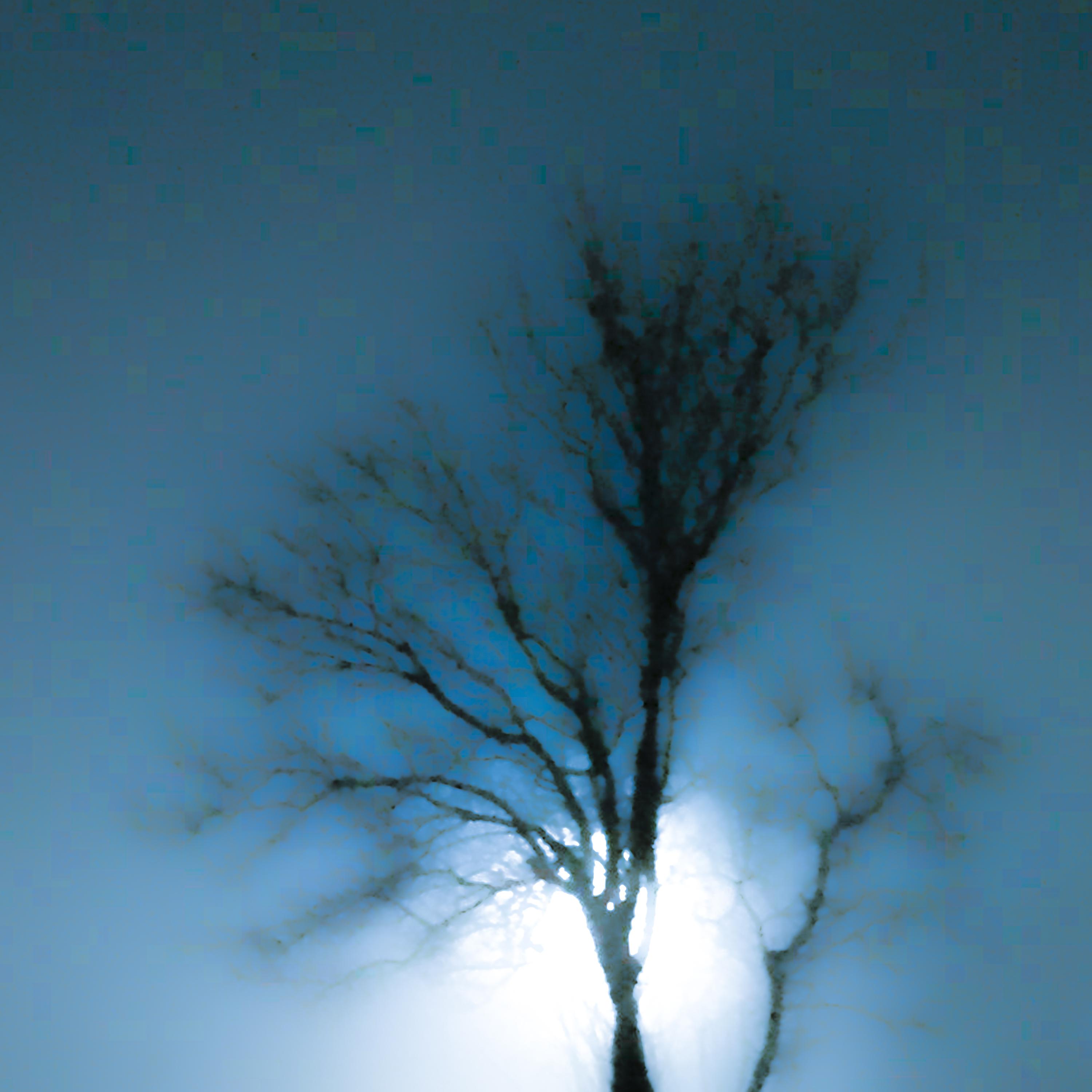 Постер альбома Lonely Tree