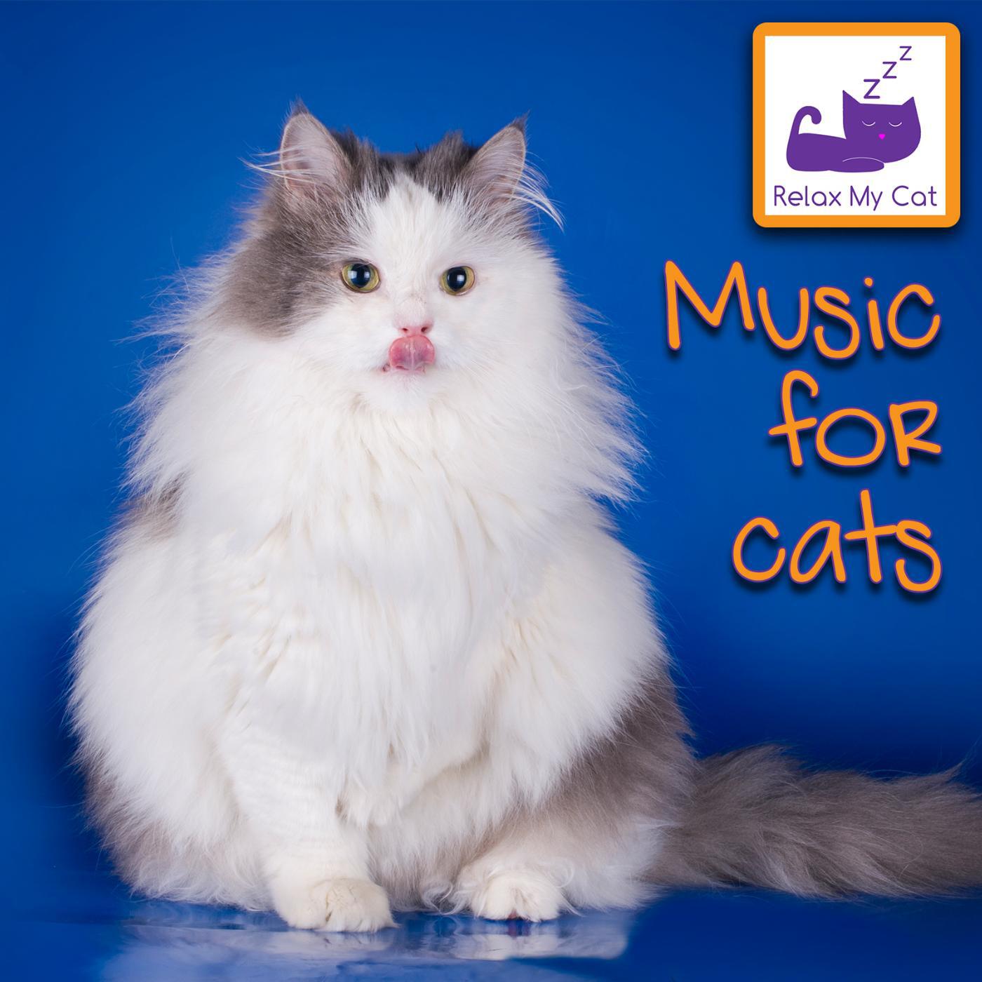 RelaxMyCat - Winter Solstice