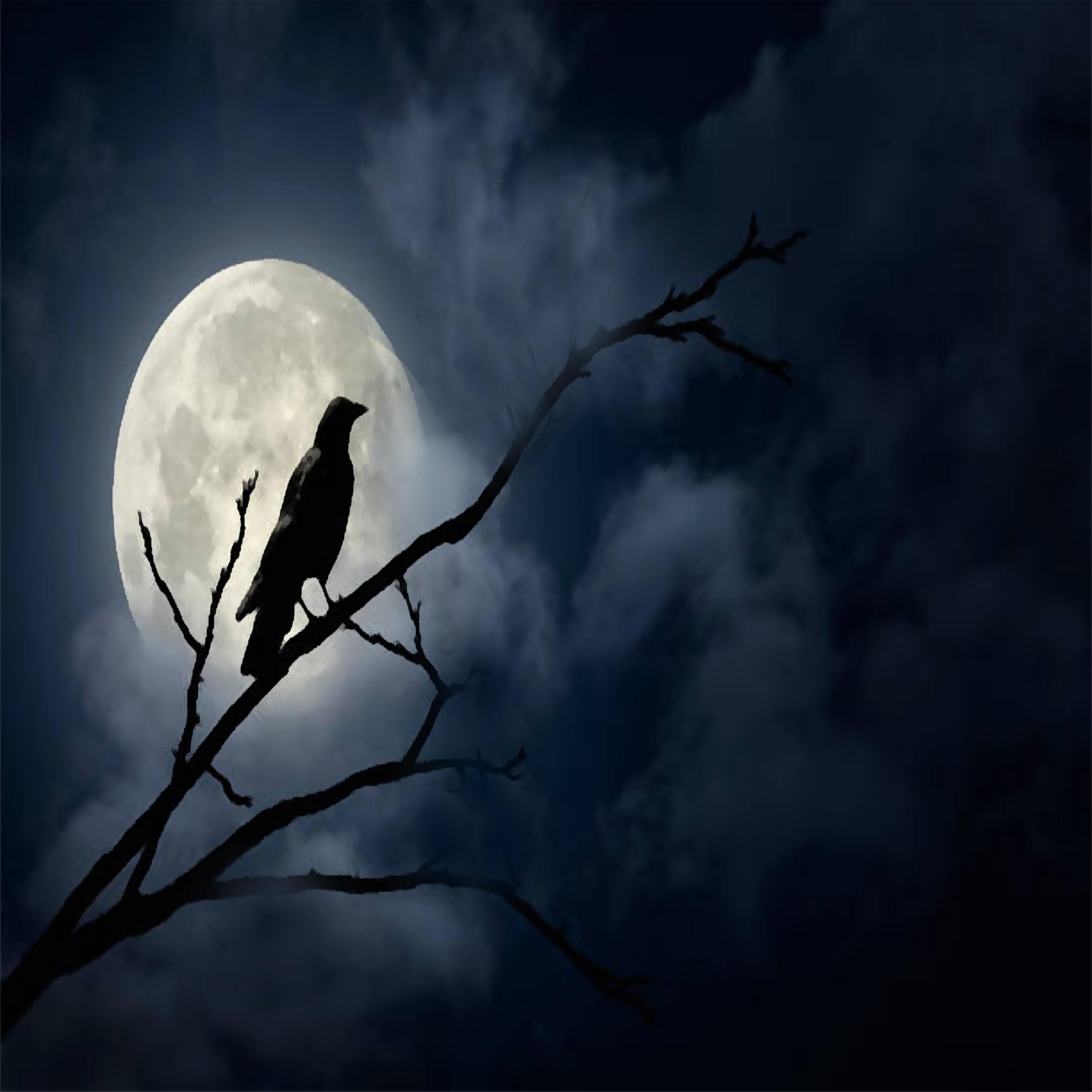 Постер альбома Nocturne Bird