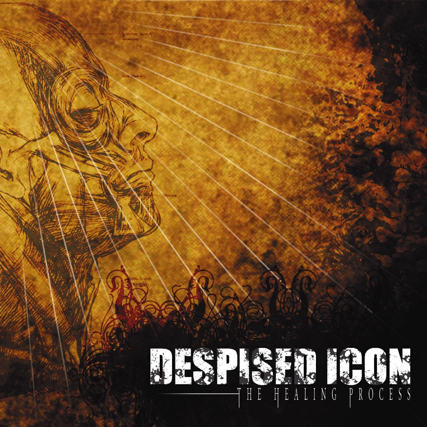 Despised Icon - Immaculate