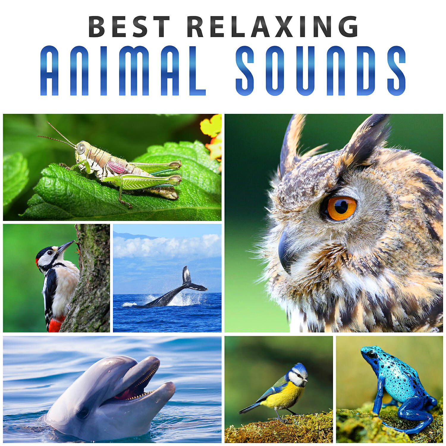 Natural Sounds Music Academy - Crickets Singing at Night – Deep Sleep