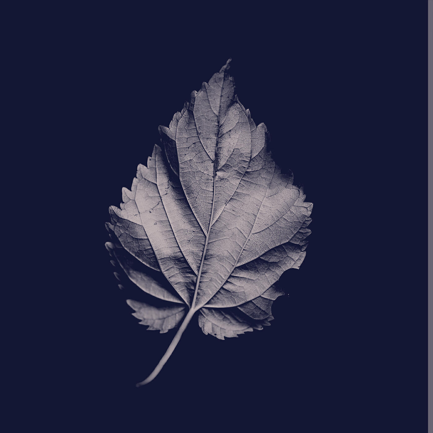 Joy Williams - Ordinary World