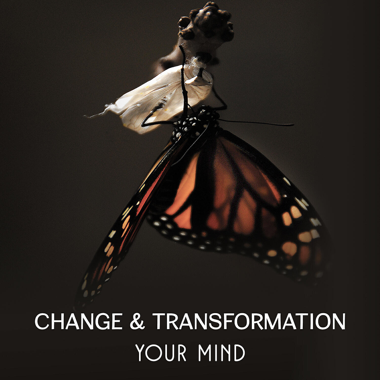 Yoga Asanas Music Paradise - Soul and Body: Spirituality and Carnality