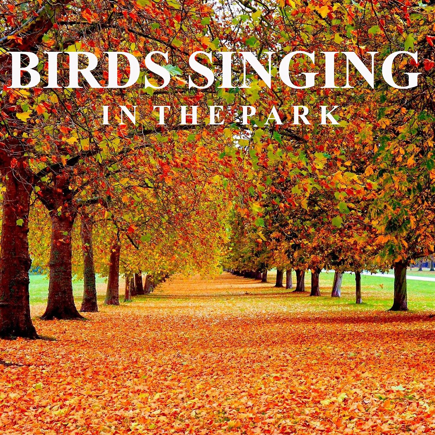 Ambient Sounds from I'm In Records - Birds Singing in a Urban Park (Part 11)