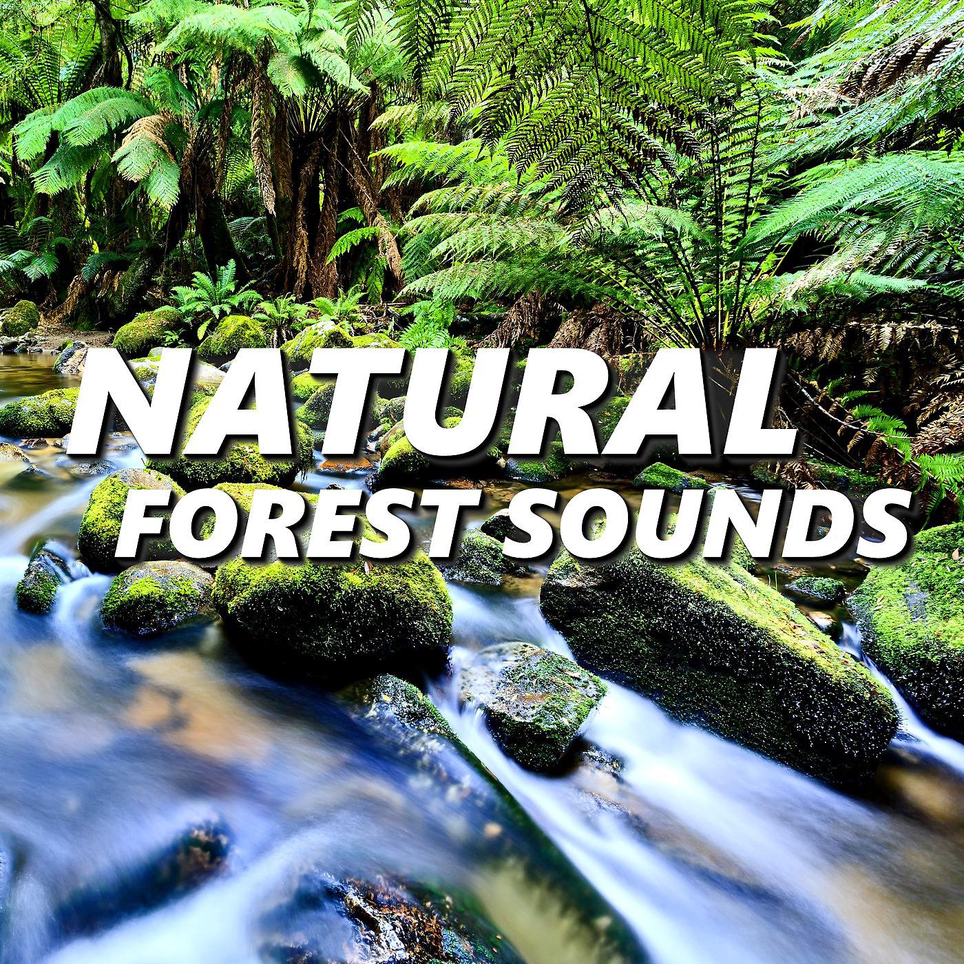 Постер альбома Natural Forest Sounds
