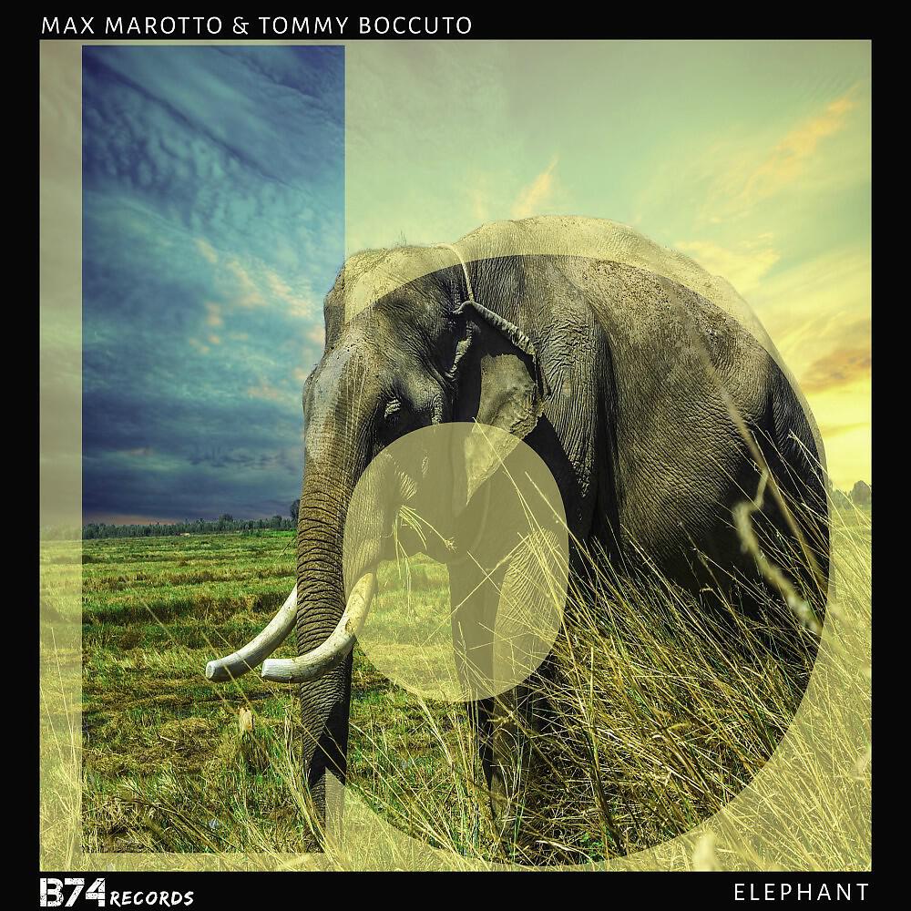 Max Marotto & Tommy Boccuto - Elephant (Tribe Mix)