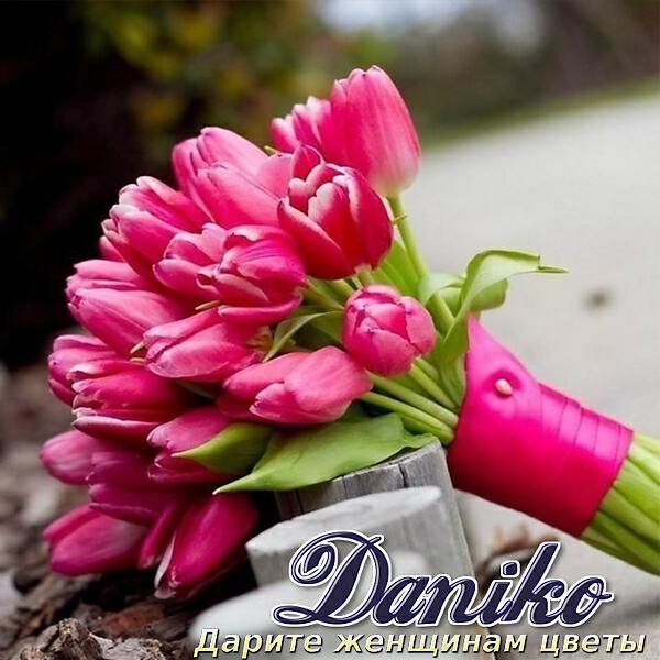 Daniko - Плановая