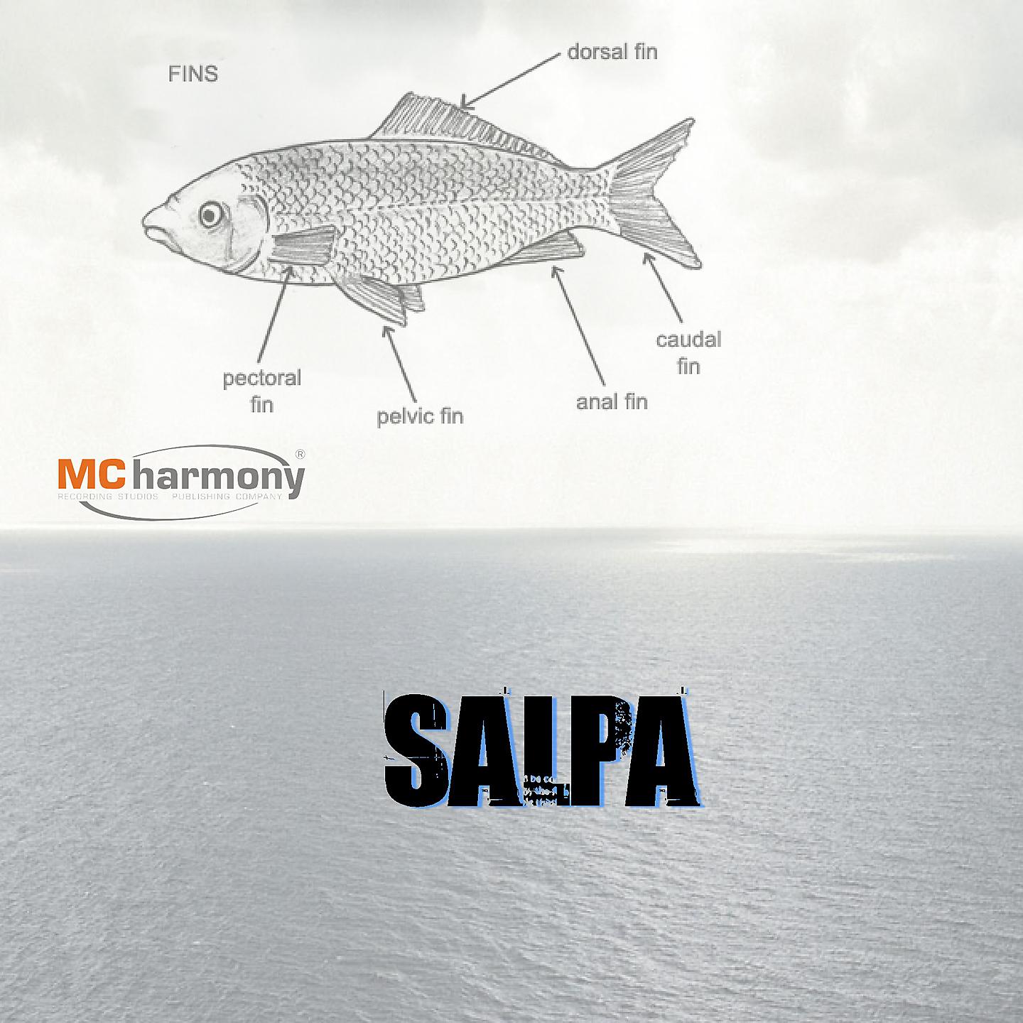 Постер альбома Salpa