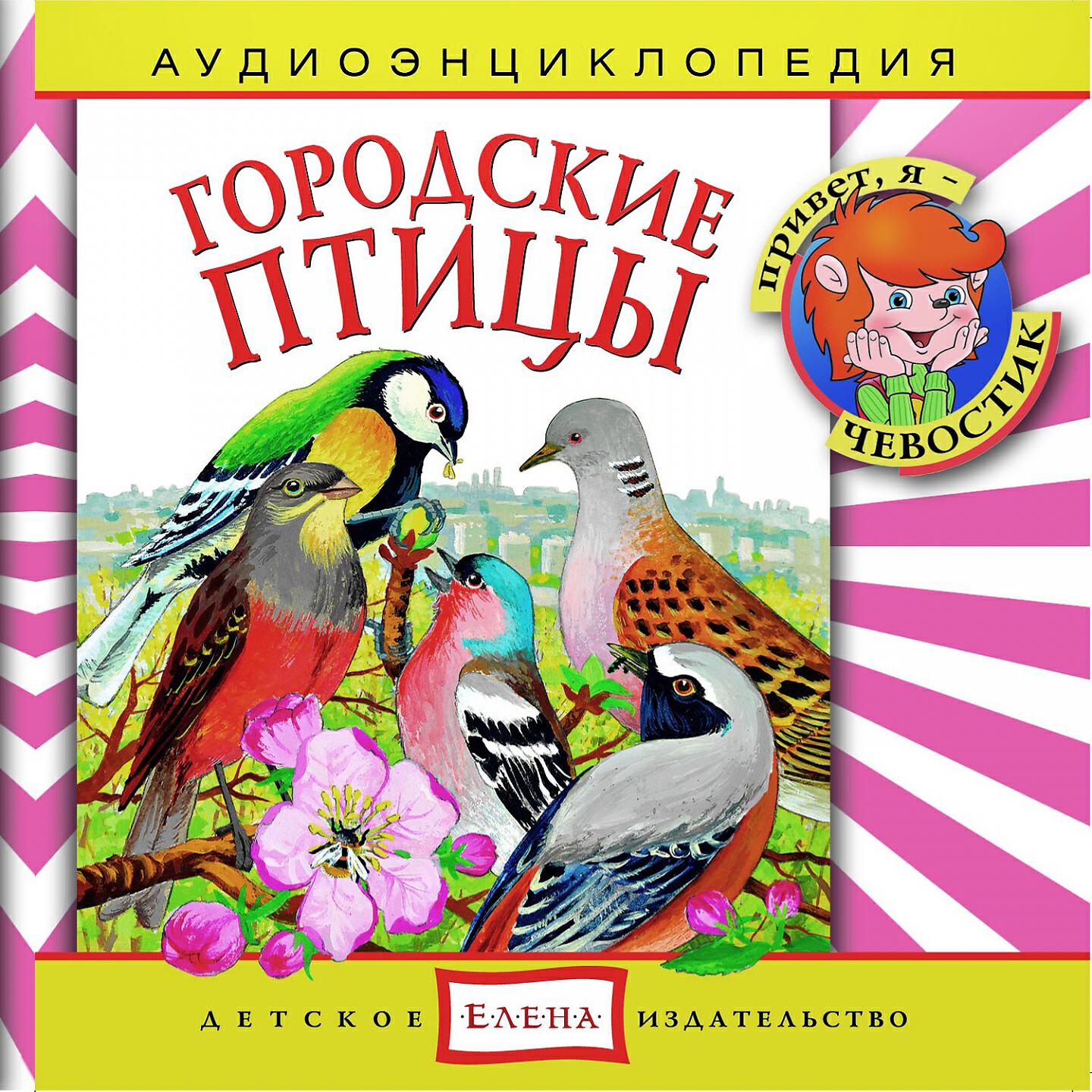 Чевостик - Мухоловка-пеструшка