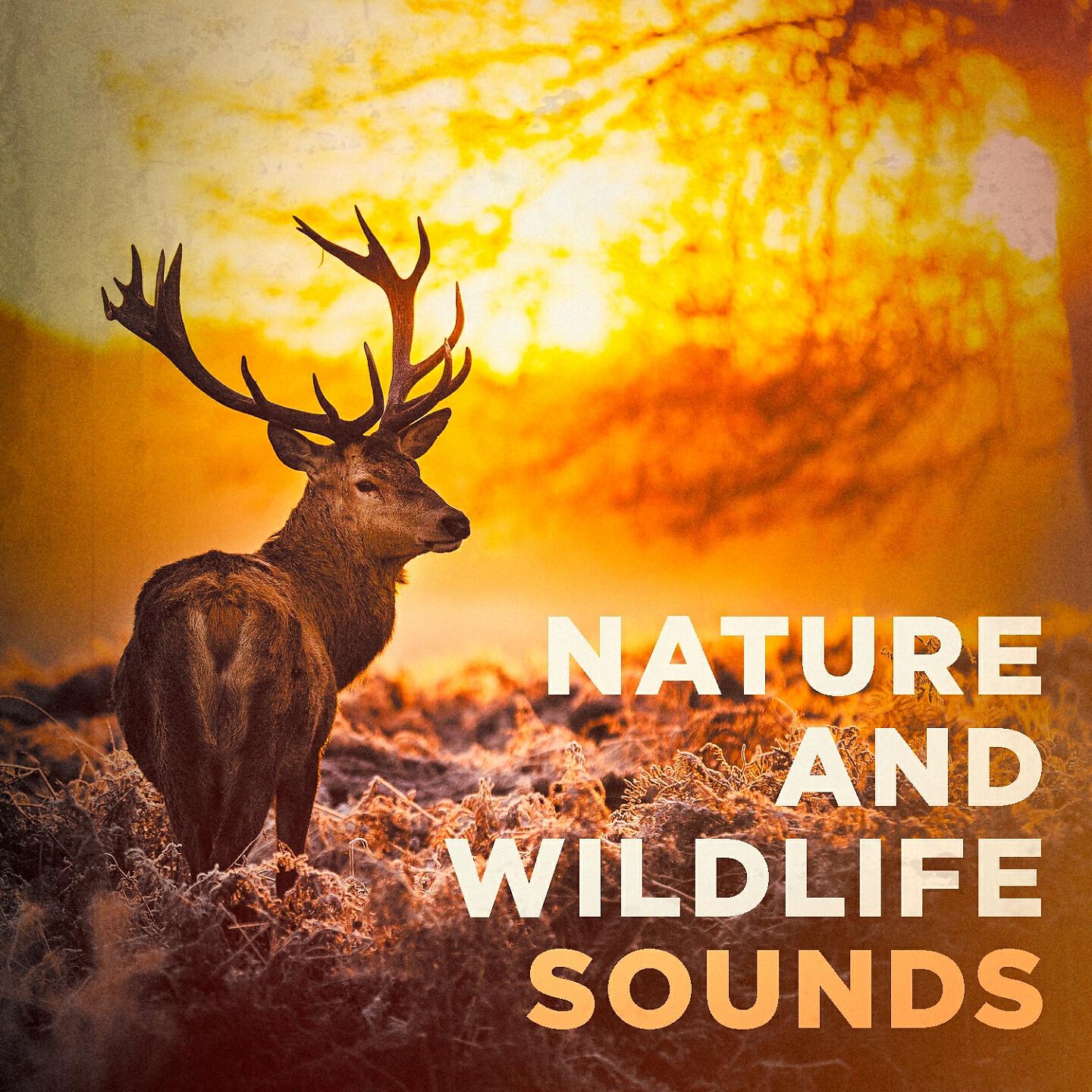 Sounds of Nature White Noise for Mindfulness Meditation and Relaxation - Oceans