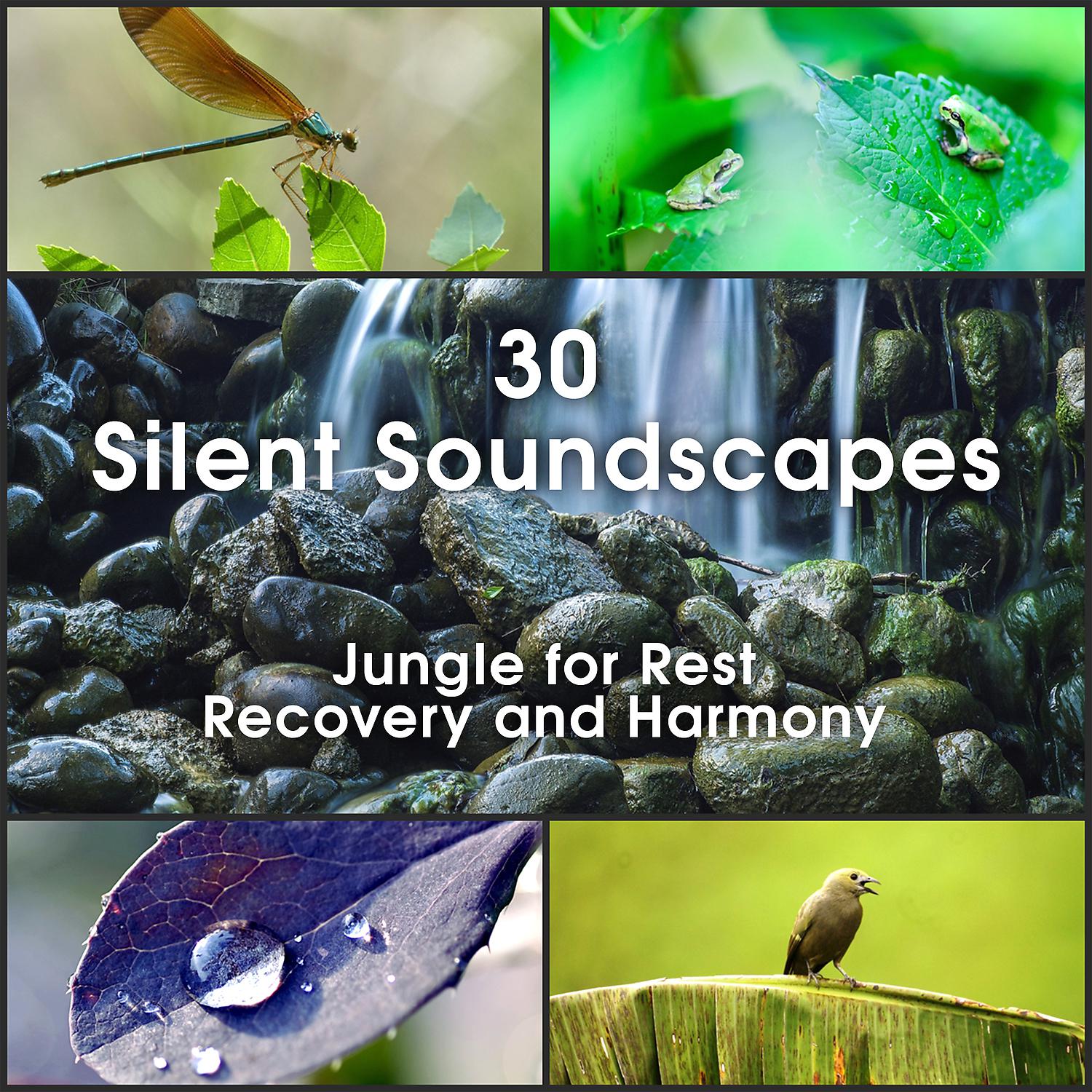 Постер альбома 30 Silent Soundscapes: Jungle for Rest, Recovery and Harmony – Music and Sounds for Blissful Reflection, Deep Relaxation Scenery