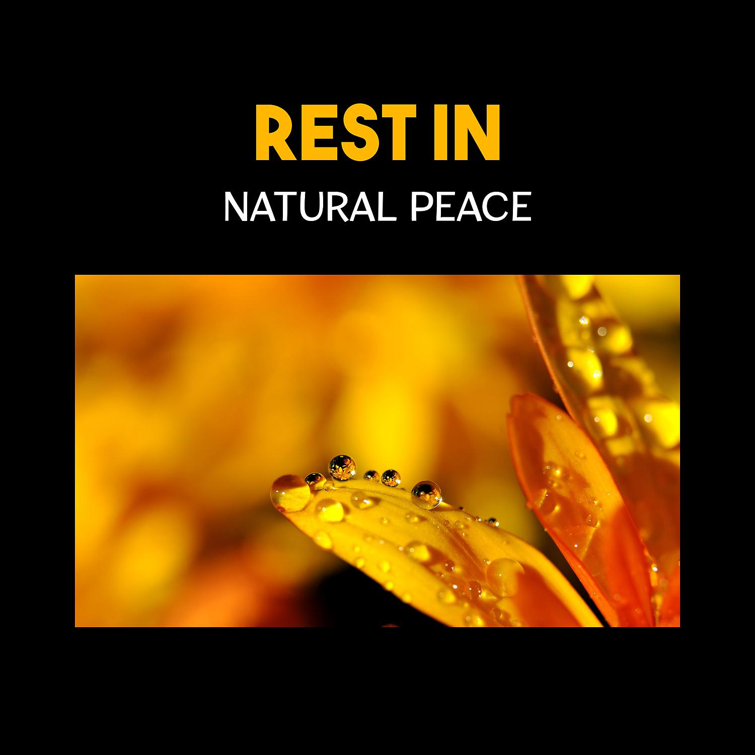 Постер альбома Rest in Natural Peace – Cure Insomnia, Lower Stress and Anxiety, Restorative Sleep with Soothing New Age Music, Deep Relaxation for Sleep