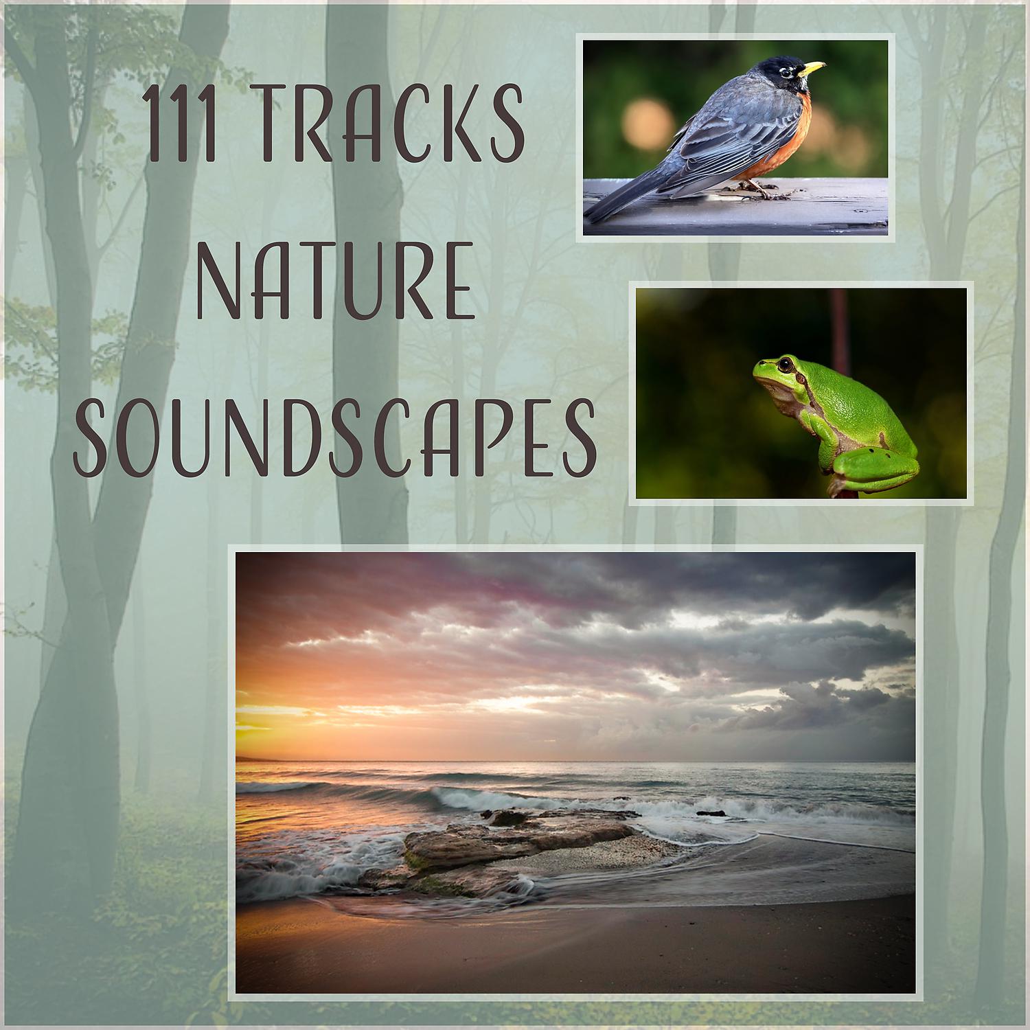 Постер альбома 111 Tracks Nature Soundscapes: Healing Therapy Music - Relaxing Rain, Sounds of Birds, Ocean Waves, Calm Sea and Waterfall, Zen Music, Animals Sounds (Forest, Frogs, Cricket)