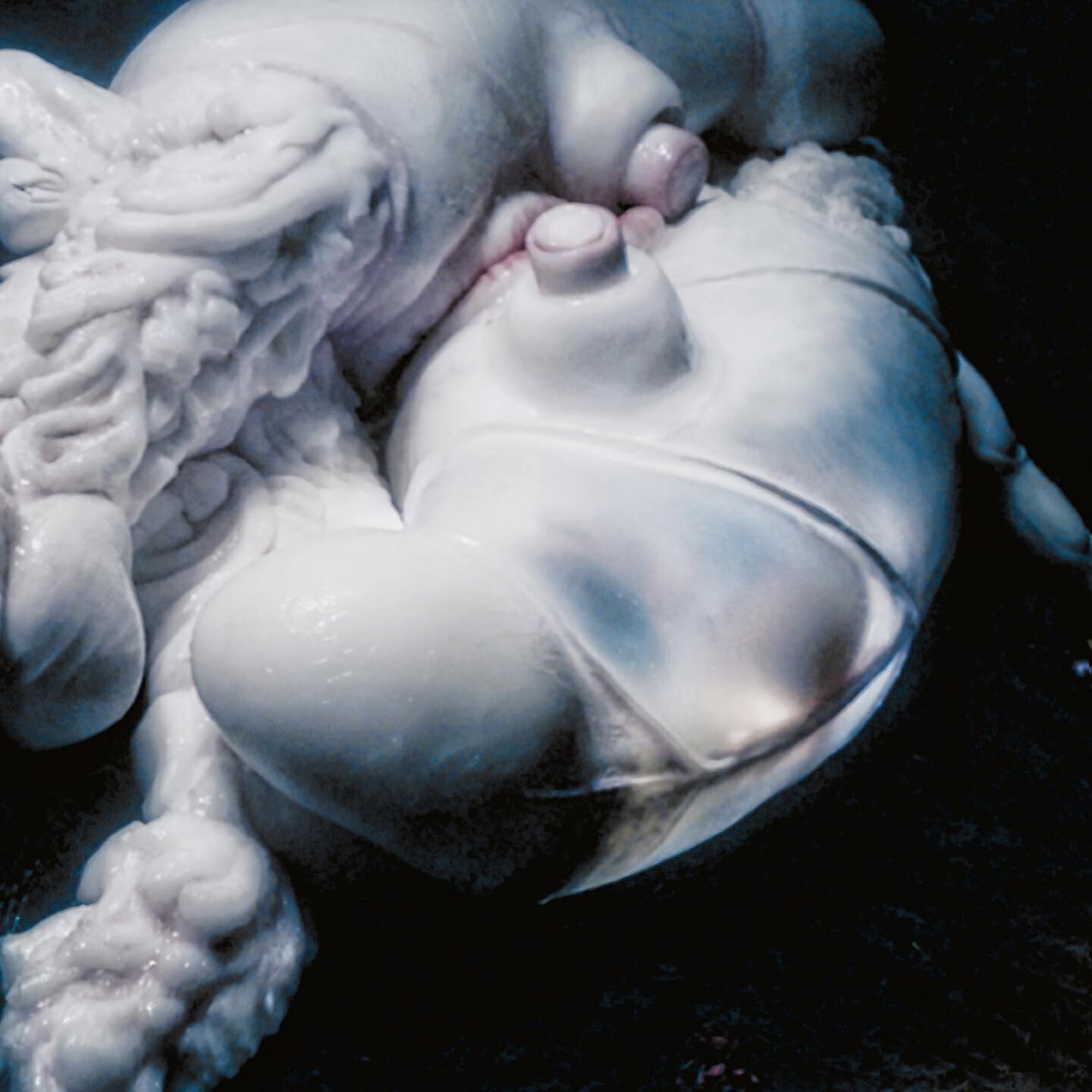 Bjork - Arisen My Senses (Kelly Lee Owens Remix)