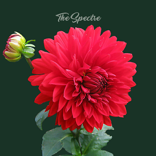 Vilmar Hant - The Spectre