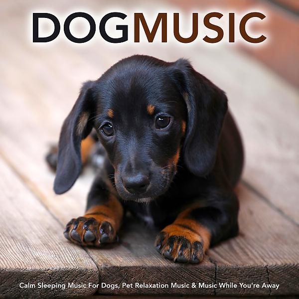 Постер альбома Dog Music: Calm Sleeping Music For Dogs, Pet Relaxation Music & Music While You’re Away