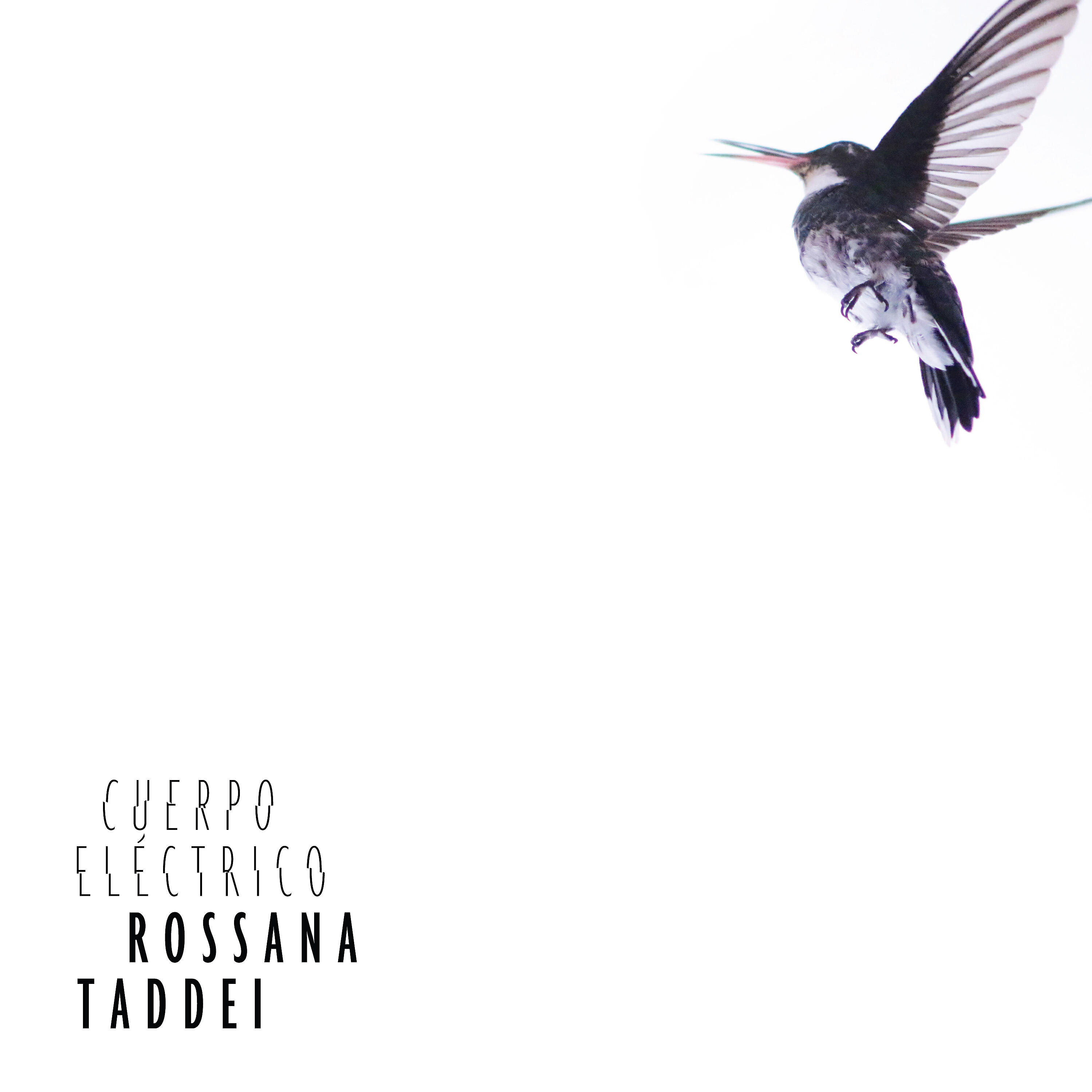Rossana Taddei - Torbellino Felino