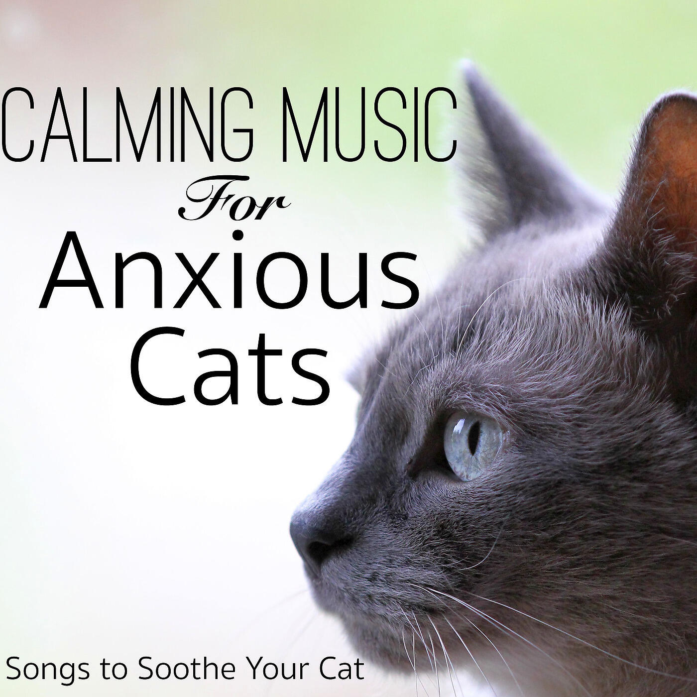 Cat Music Dreams - Lakeside Snooze