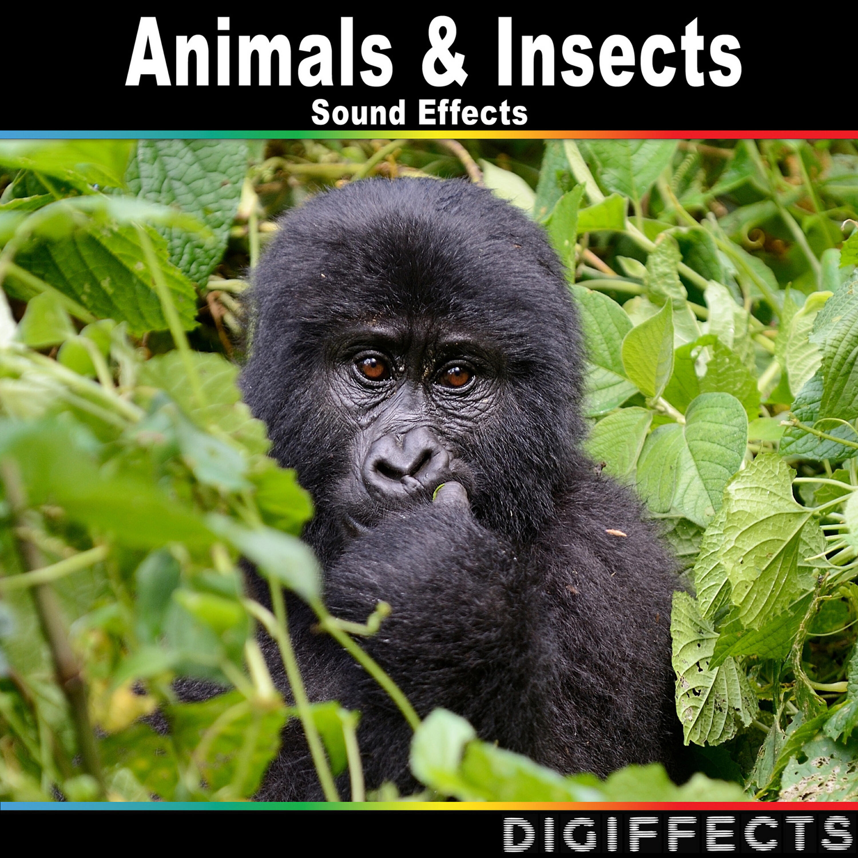 Digiffects Sound Effects Library - Bee or Wasp Swarm Version 2