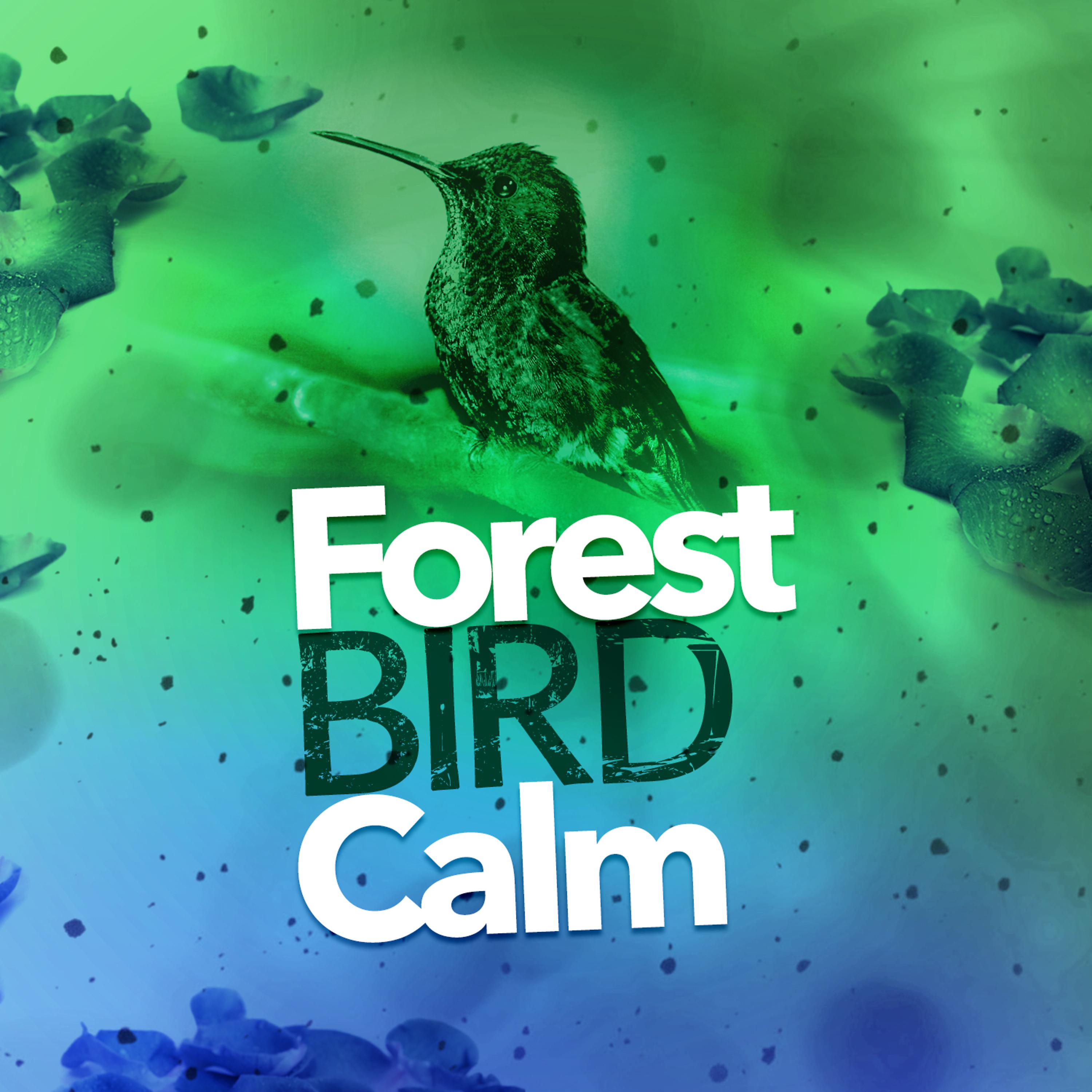 Постер альбома Forest Bird Calm