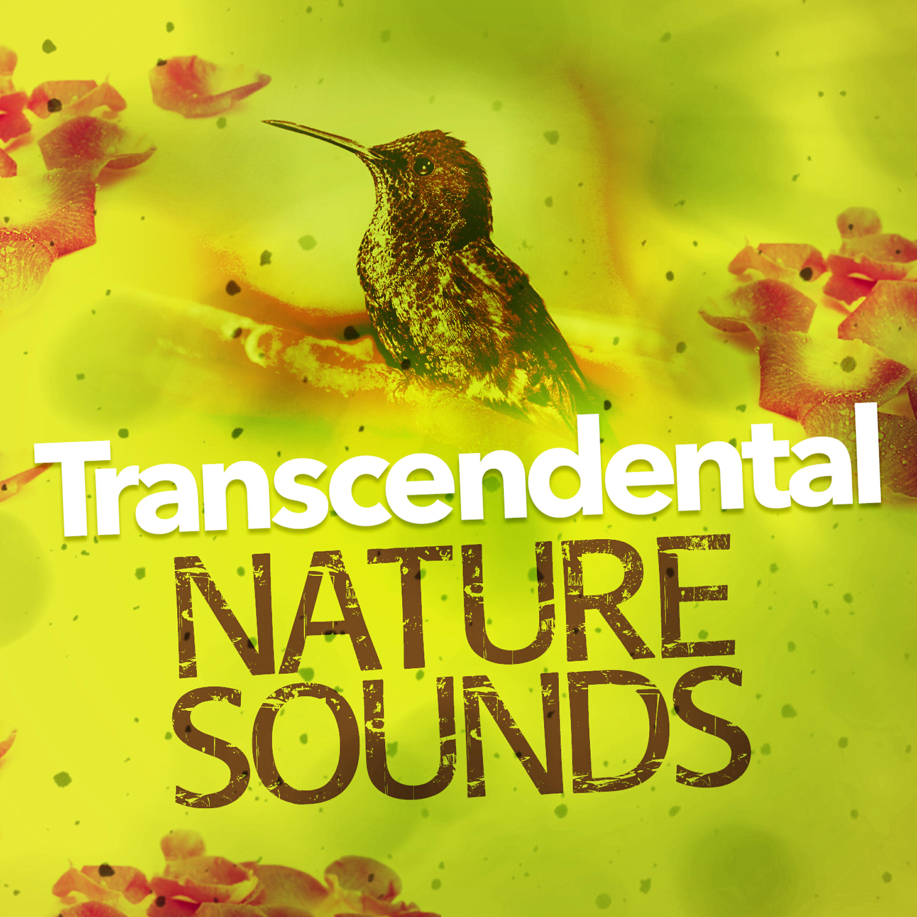 Forest Sounds Relaxing Spa Music Singing Birds - Coppice Life
