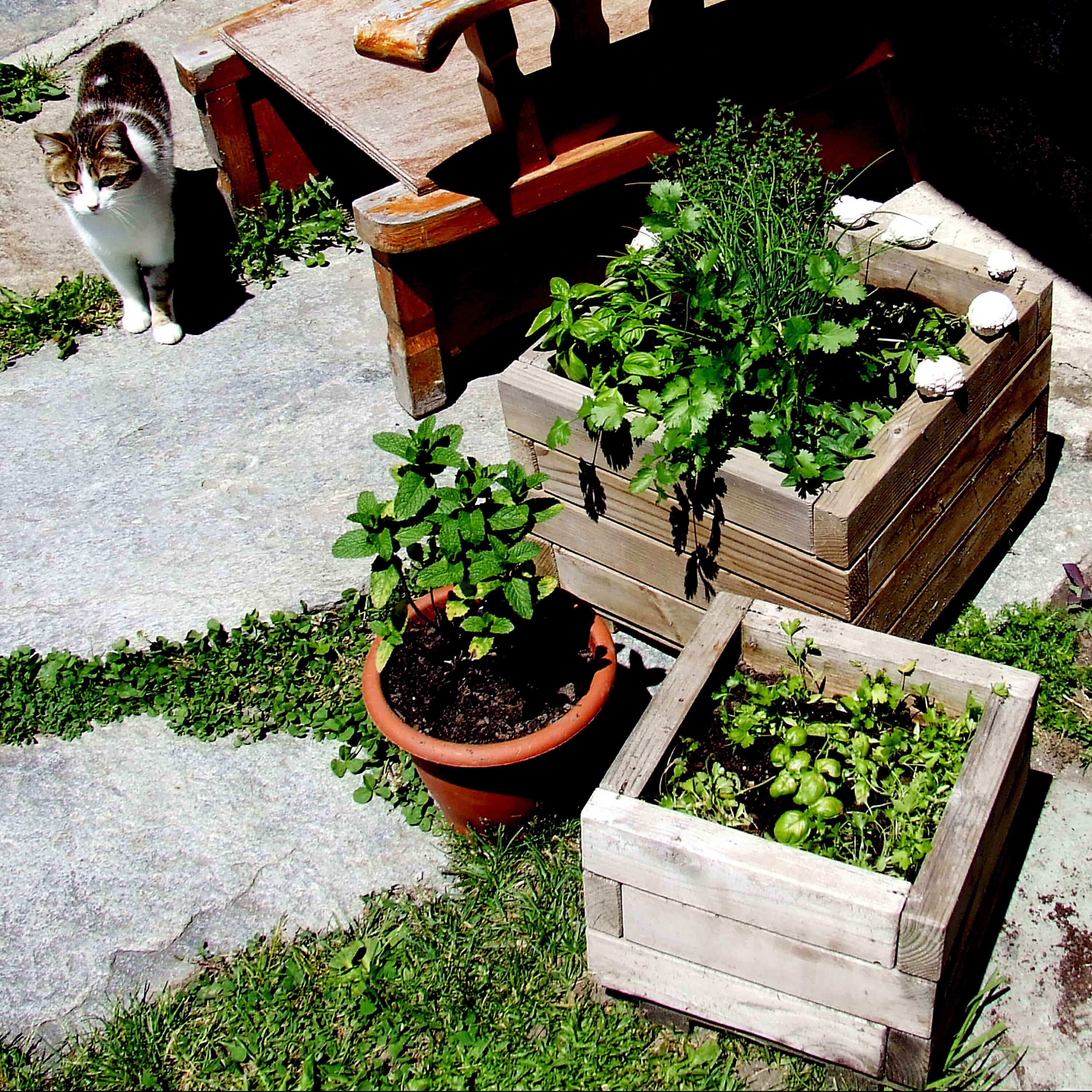 Dot Cotton's Veg Box - Bast