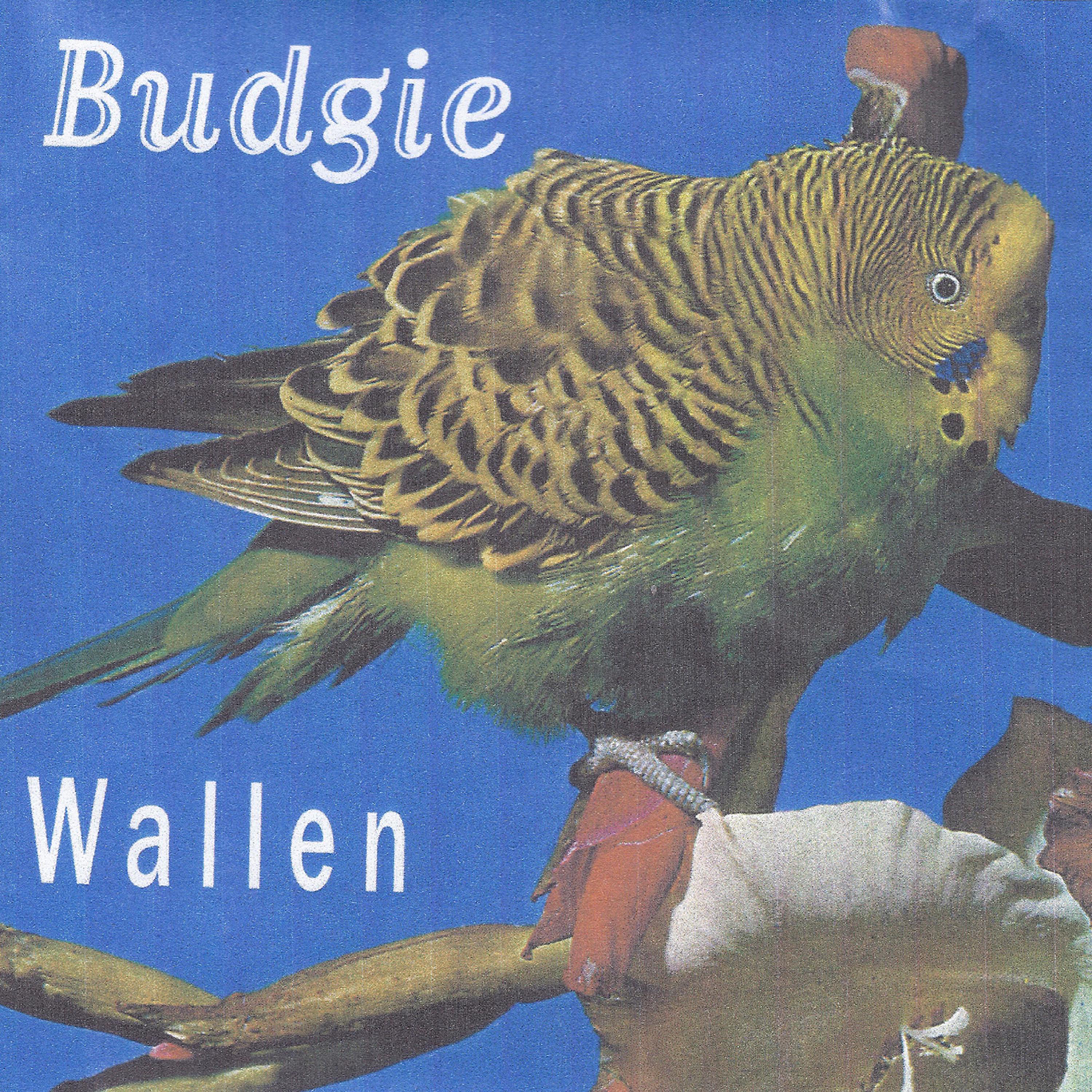 Постер альбома Budgie