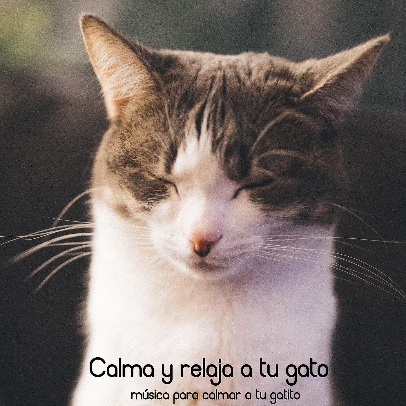 RelaxMyCat - Manténga Caliente a Su Gatito