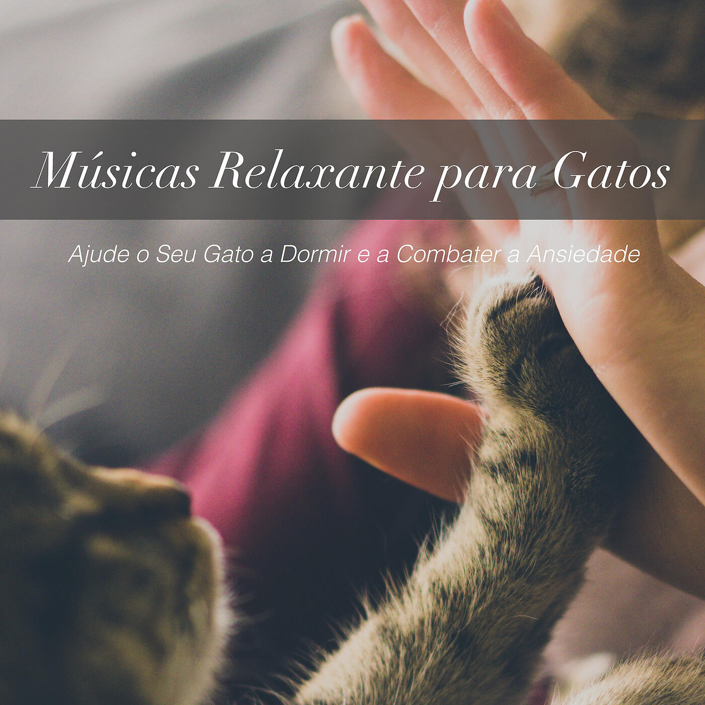 RelaxMyCat - Reino Dos Gatos