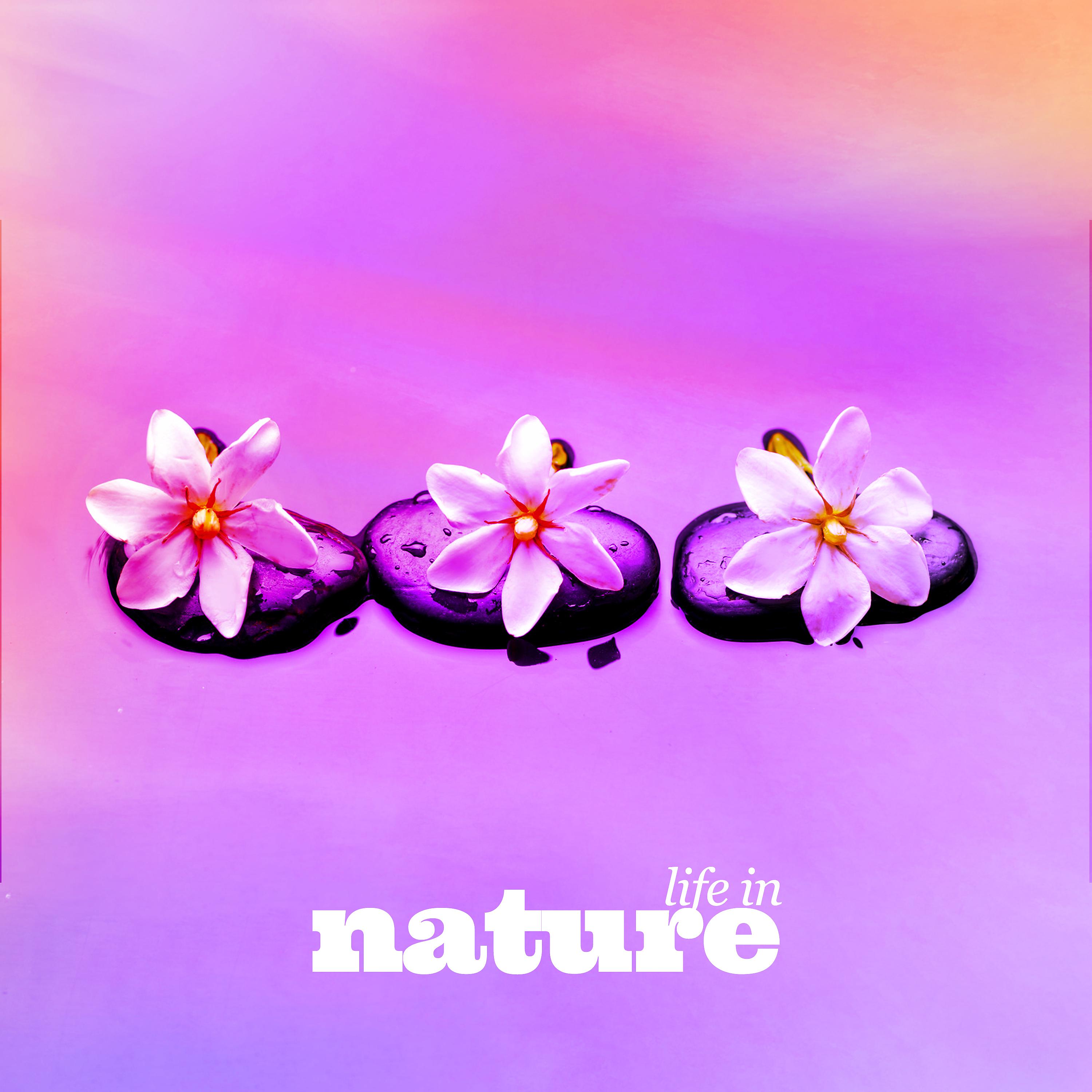 Постер альбома Life in Nature
