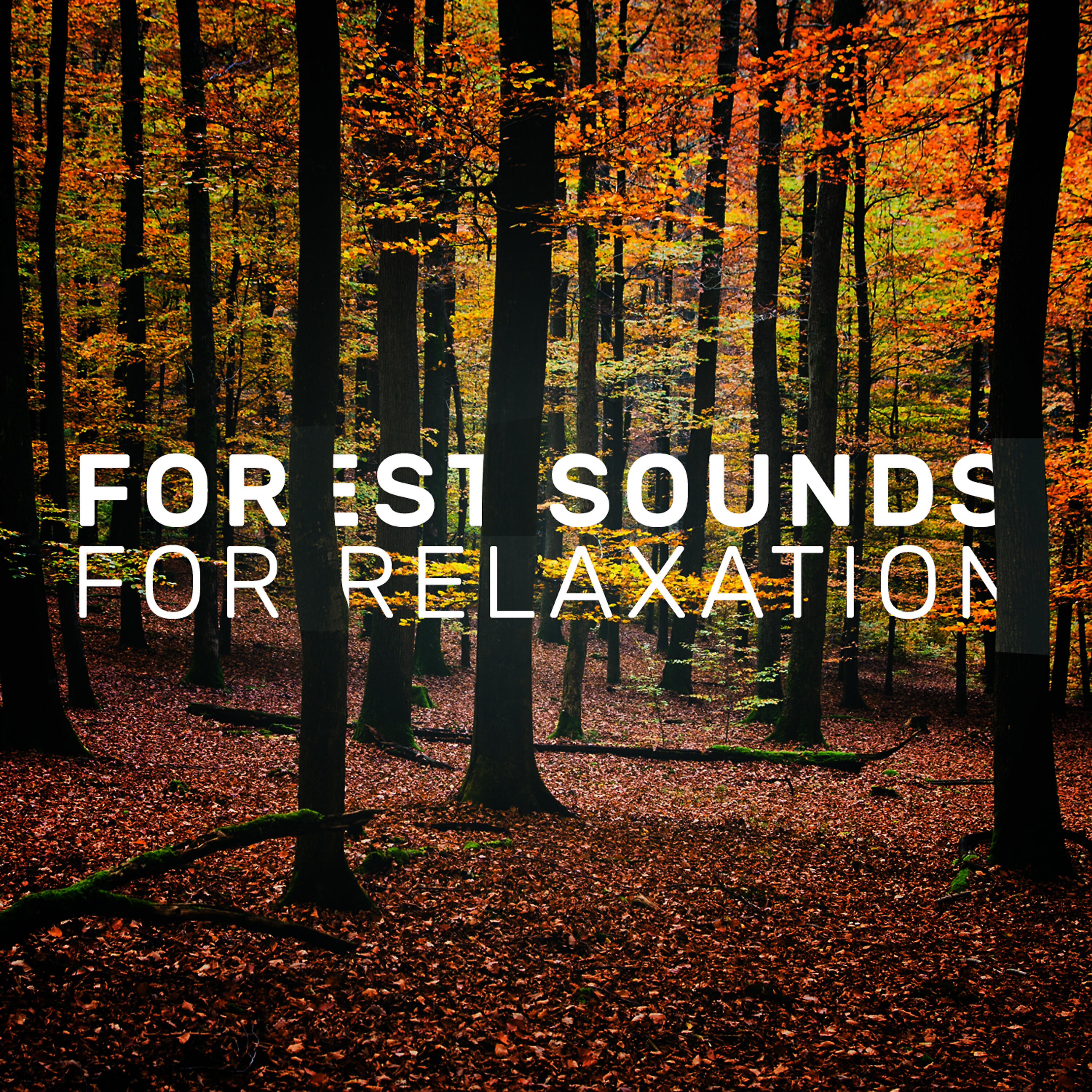 Forest Sounds Relaxing Spa Music Singing Birds - Changing Waters