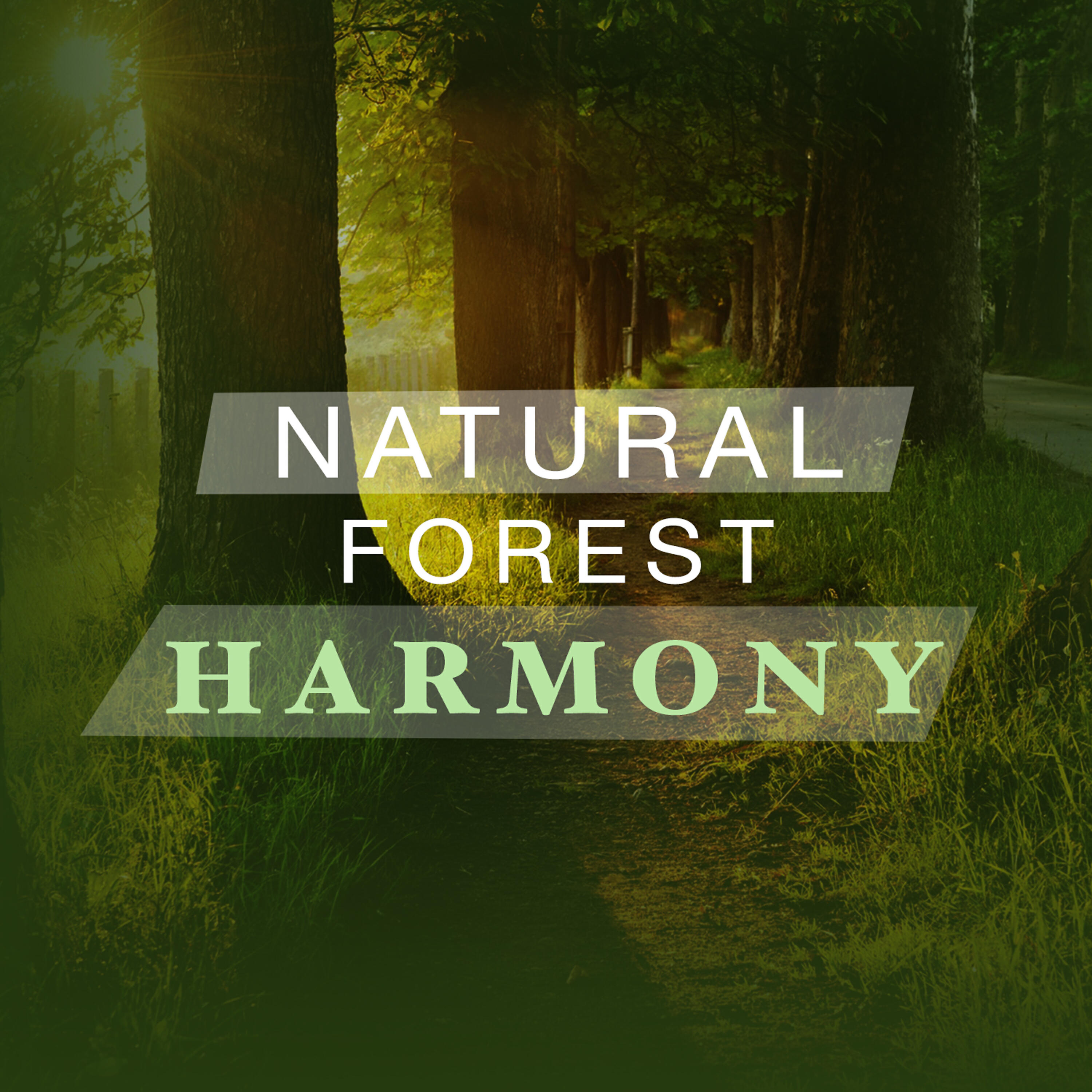 Natural Forest Sounds - Rill Through the Trees