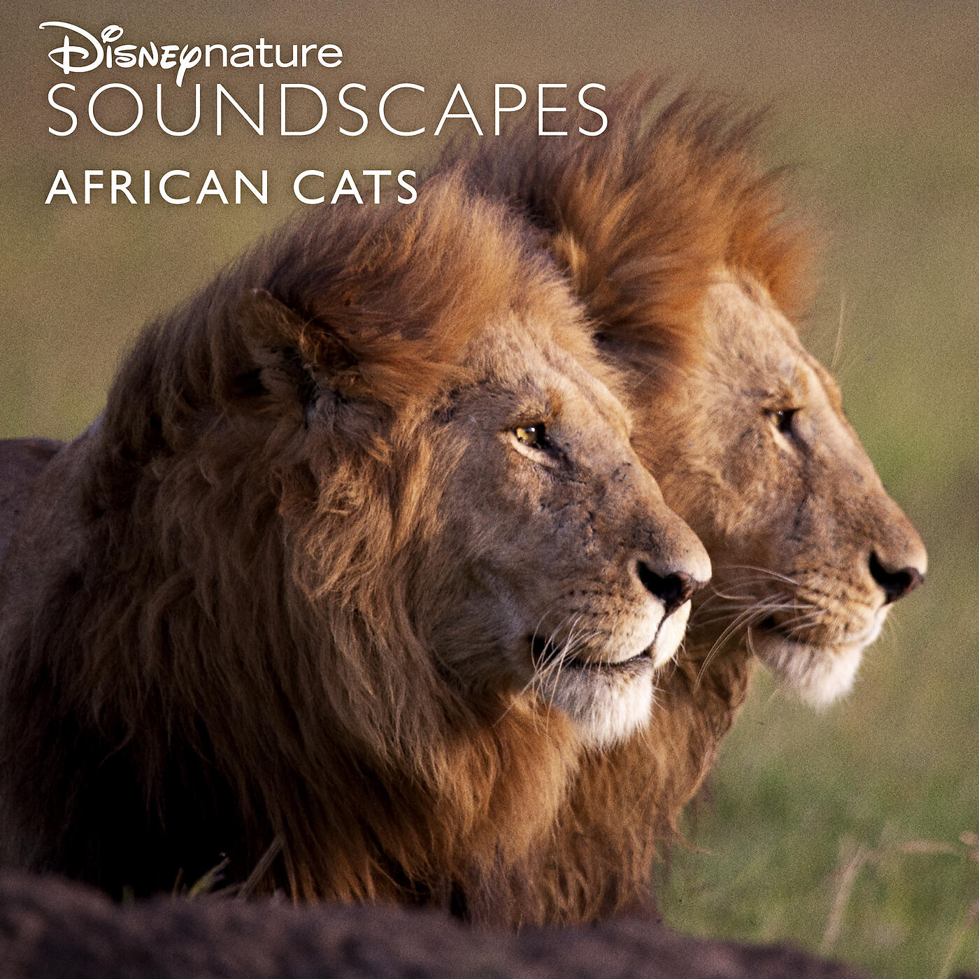 Disneynature Soundscapes - Pride Sleeping and Cubs Playing