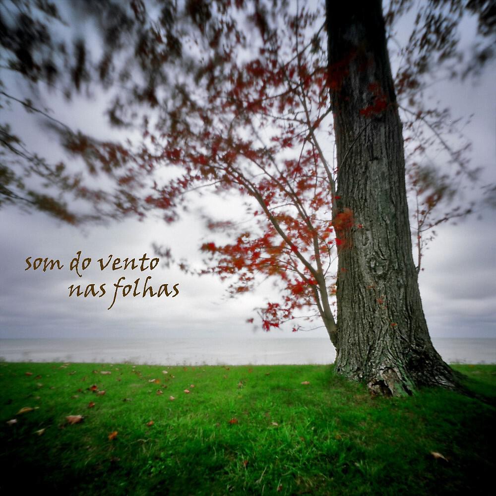 Sons da Natureza Projeto ECO Brasil - Som Relaxante do Vento nas Folhas, Pt. 24