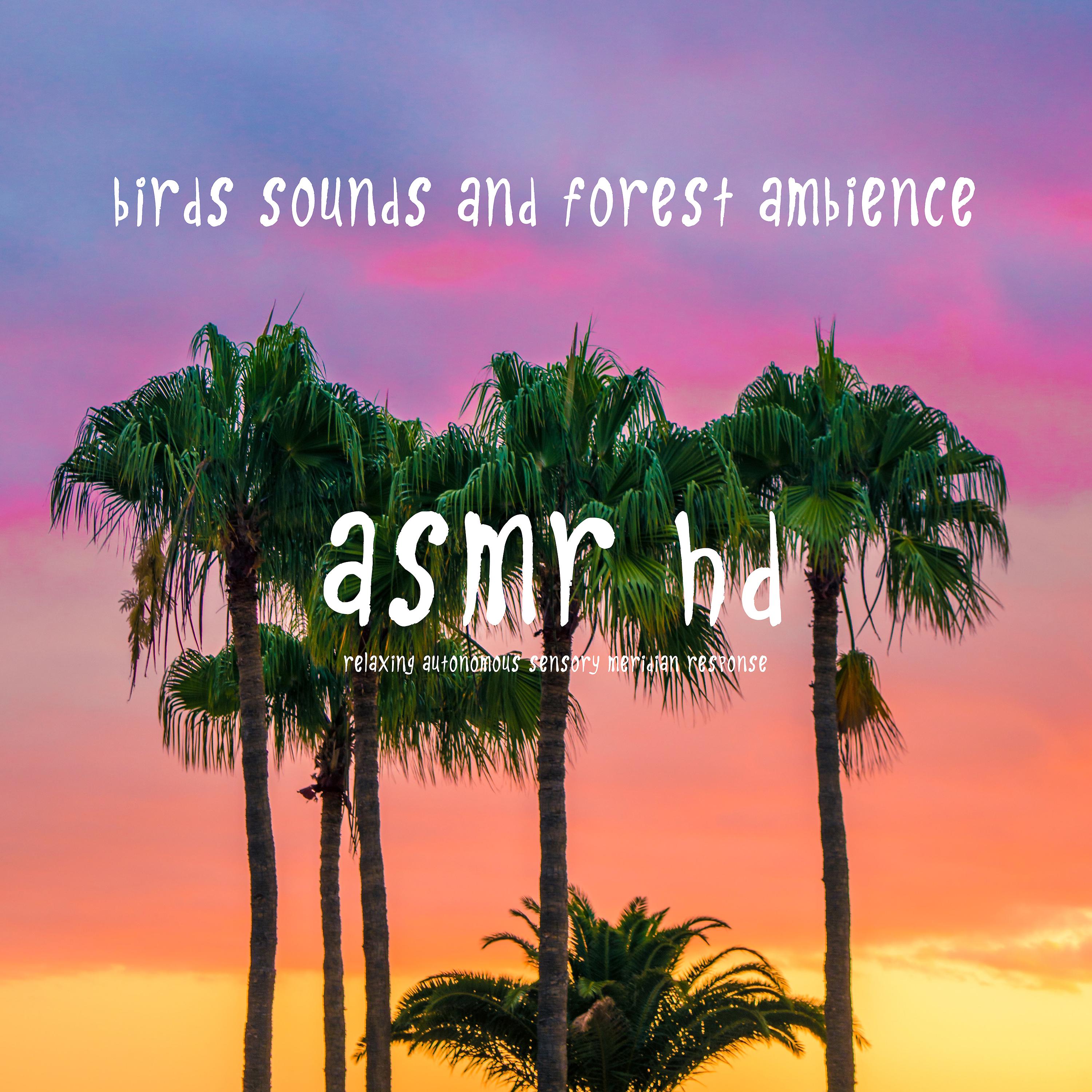 Постер альбома Asmr - Birds Sounds and Forest Ambience