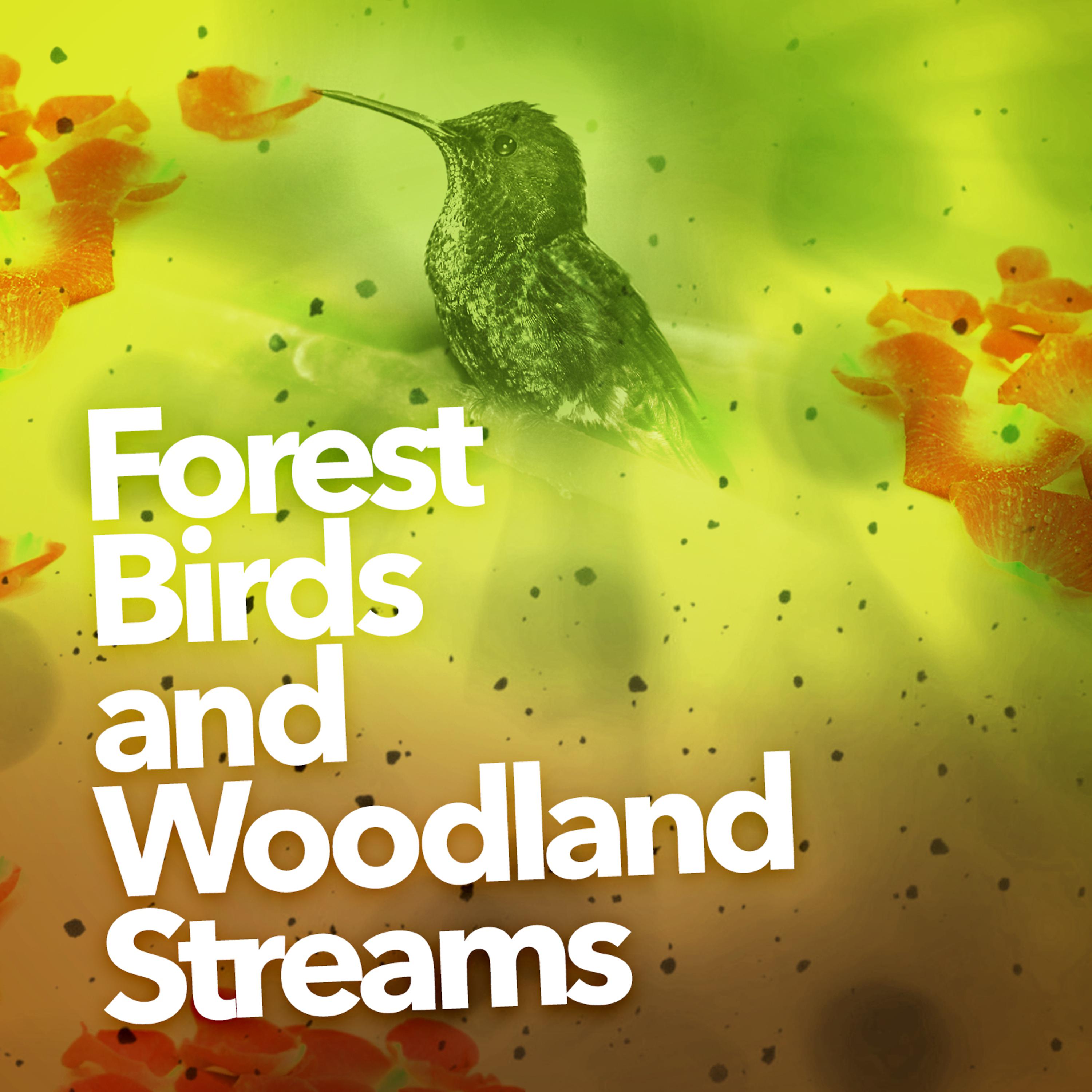 Постер альбома Forest Birds and Woodland Streams