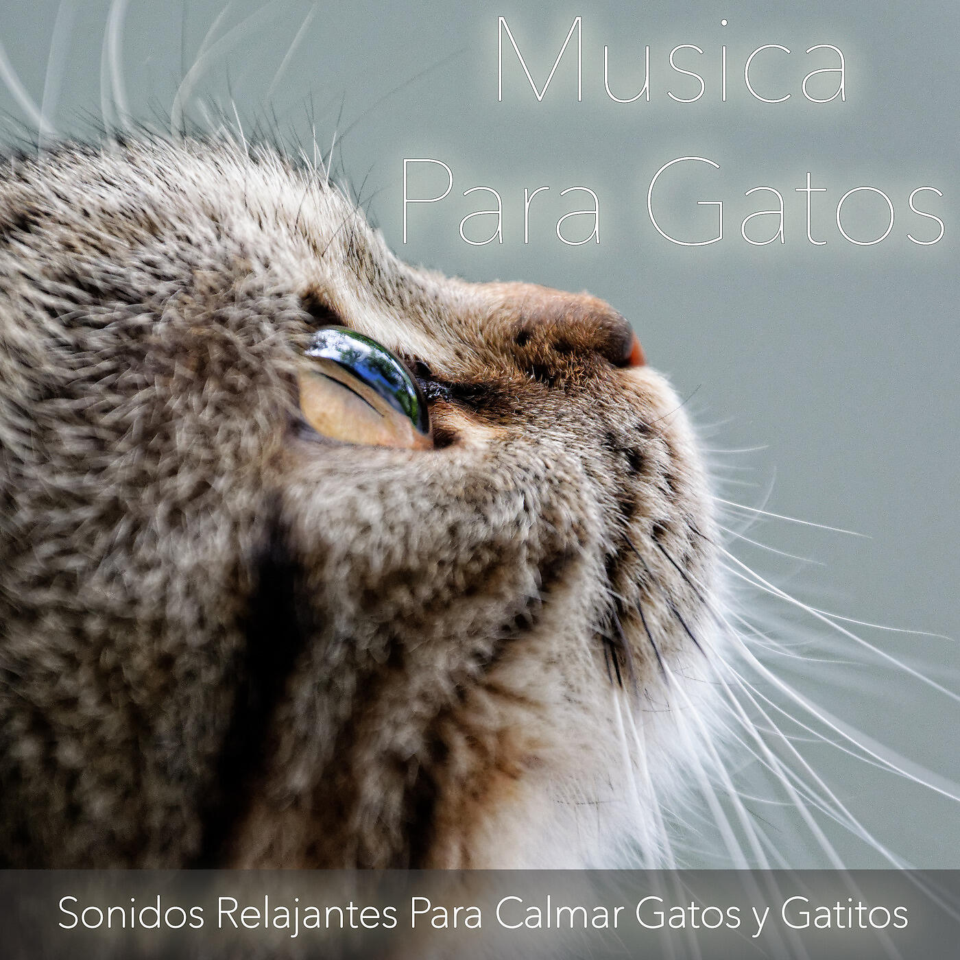 RelaxMyCat - A Través de la Oreja de Un Gato