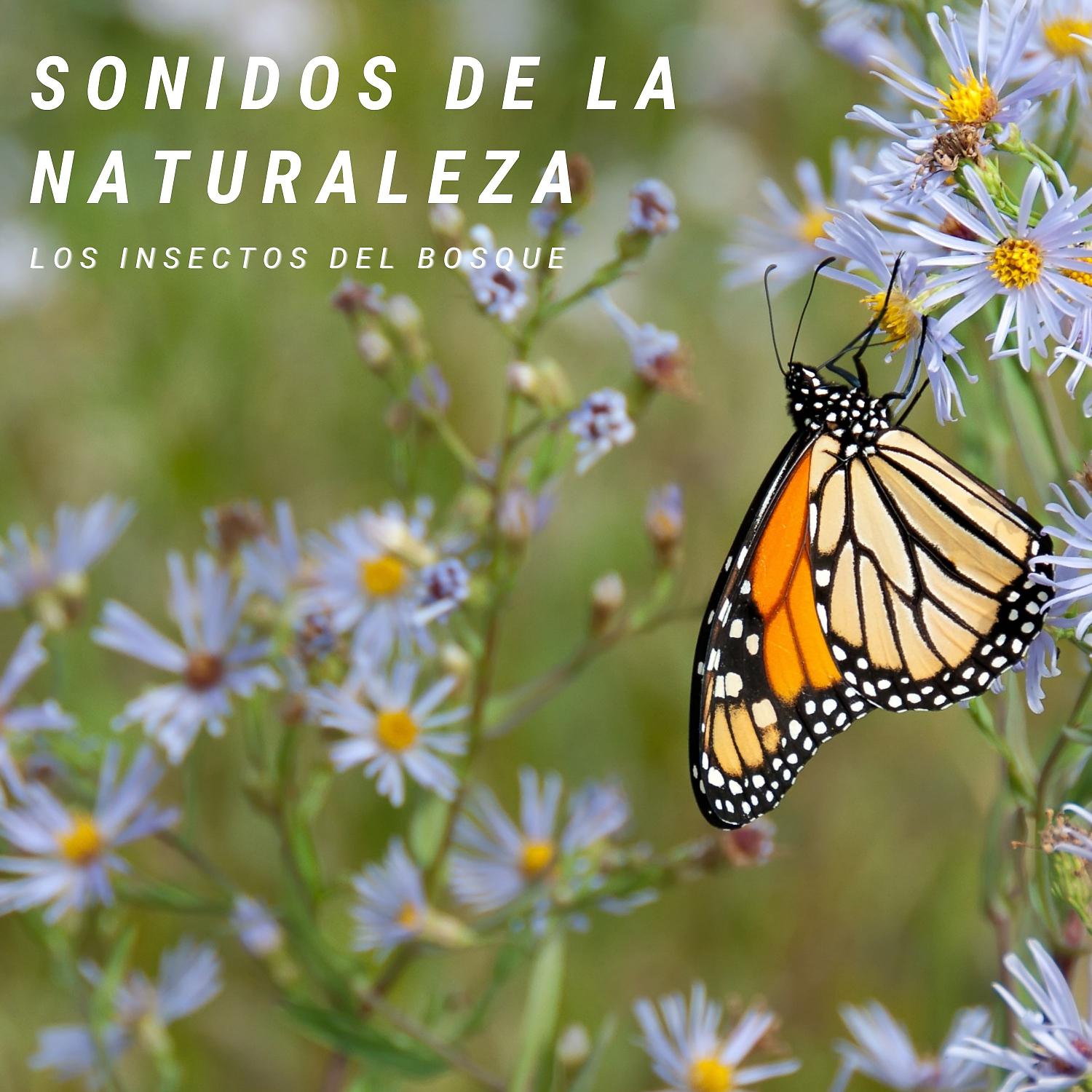 Постер альбома Sonidos De La Naturaleza: Los Insectos Del Bosque