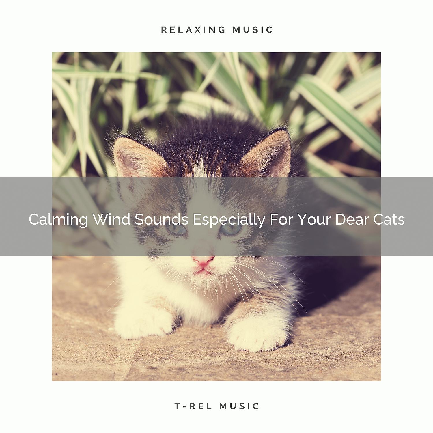 Постер альбома Calming Wind Sounds Especially For Your Dear Cats