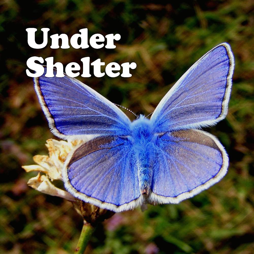 Постер альбома Under Shelter