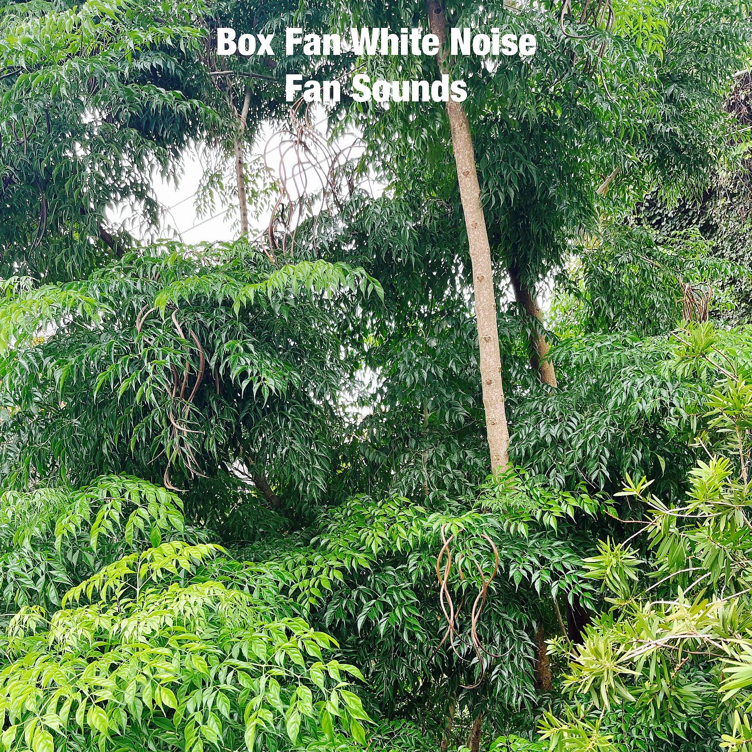 Постер альбома Box Fan White Noise